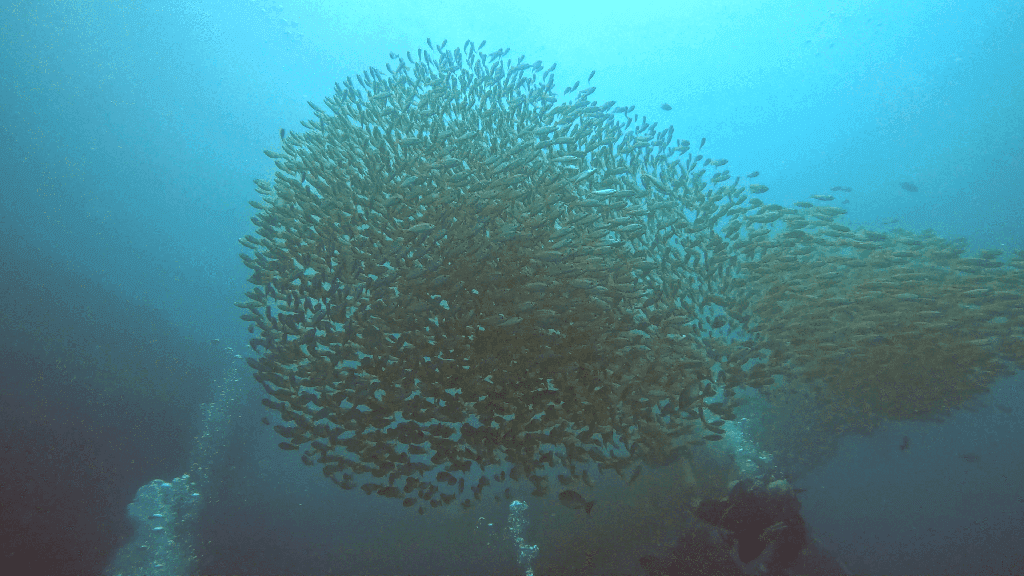 Мурмурация