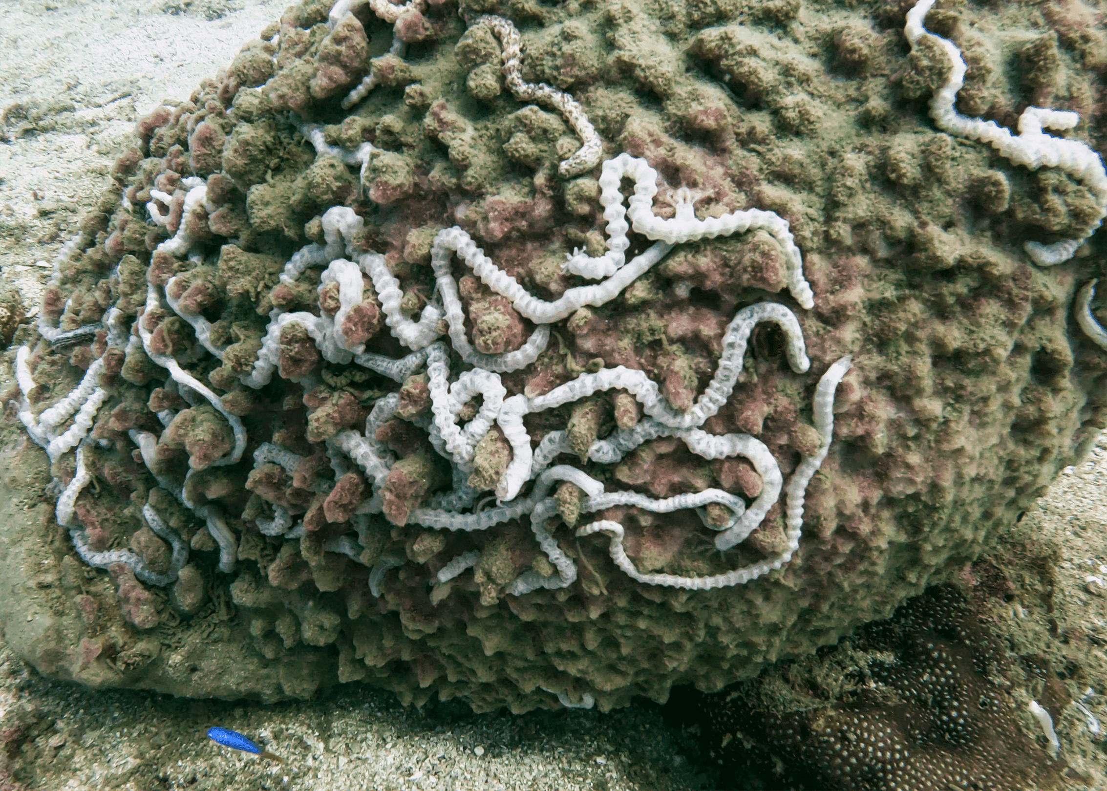 Какие-то черви