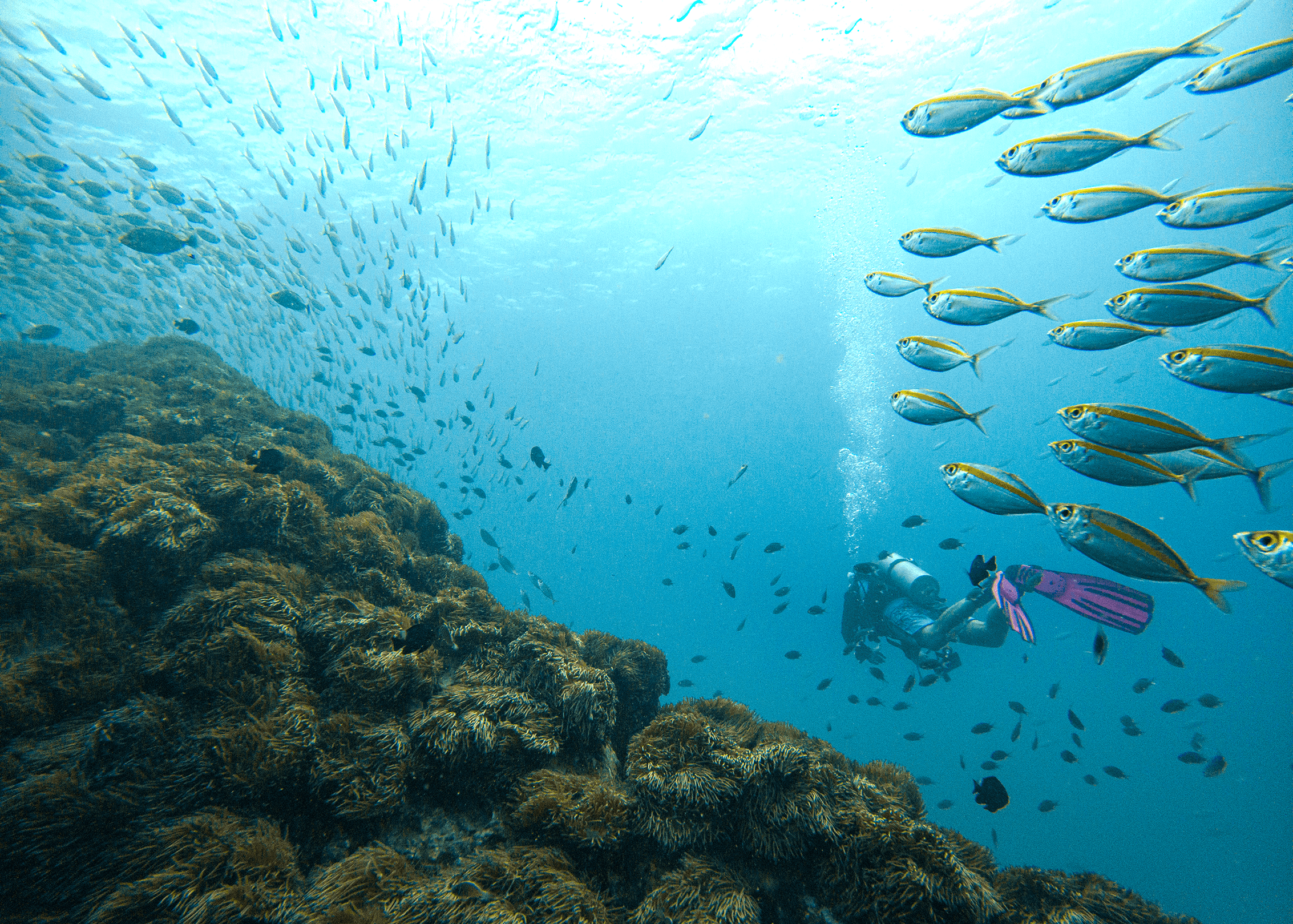 Красота подводного мира