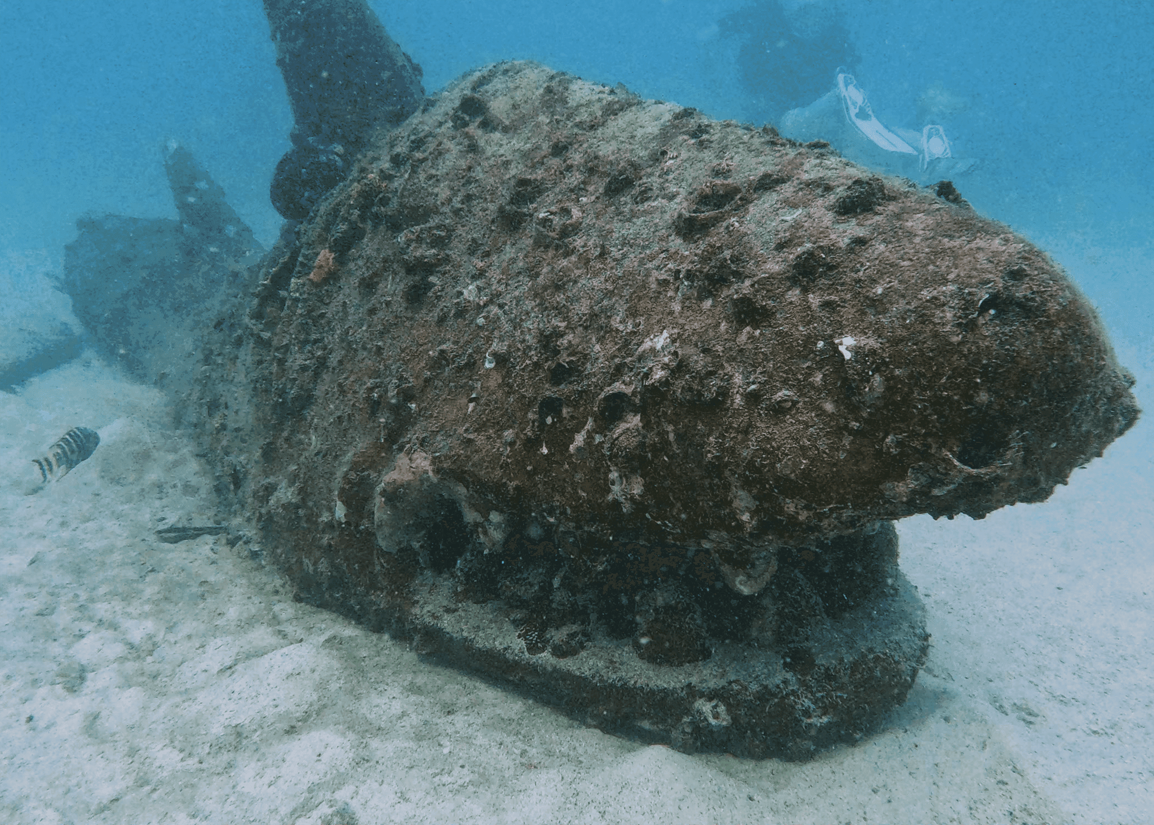 Акула. Ну типа акула