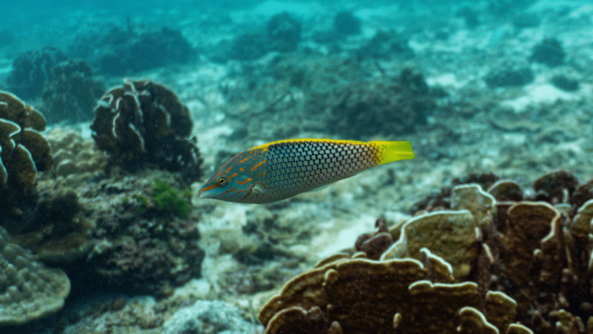 Yellowtail coris wrasse