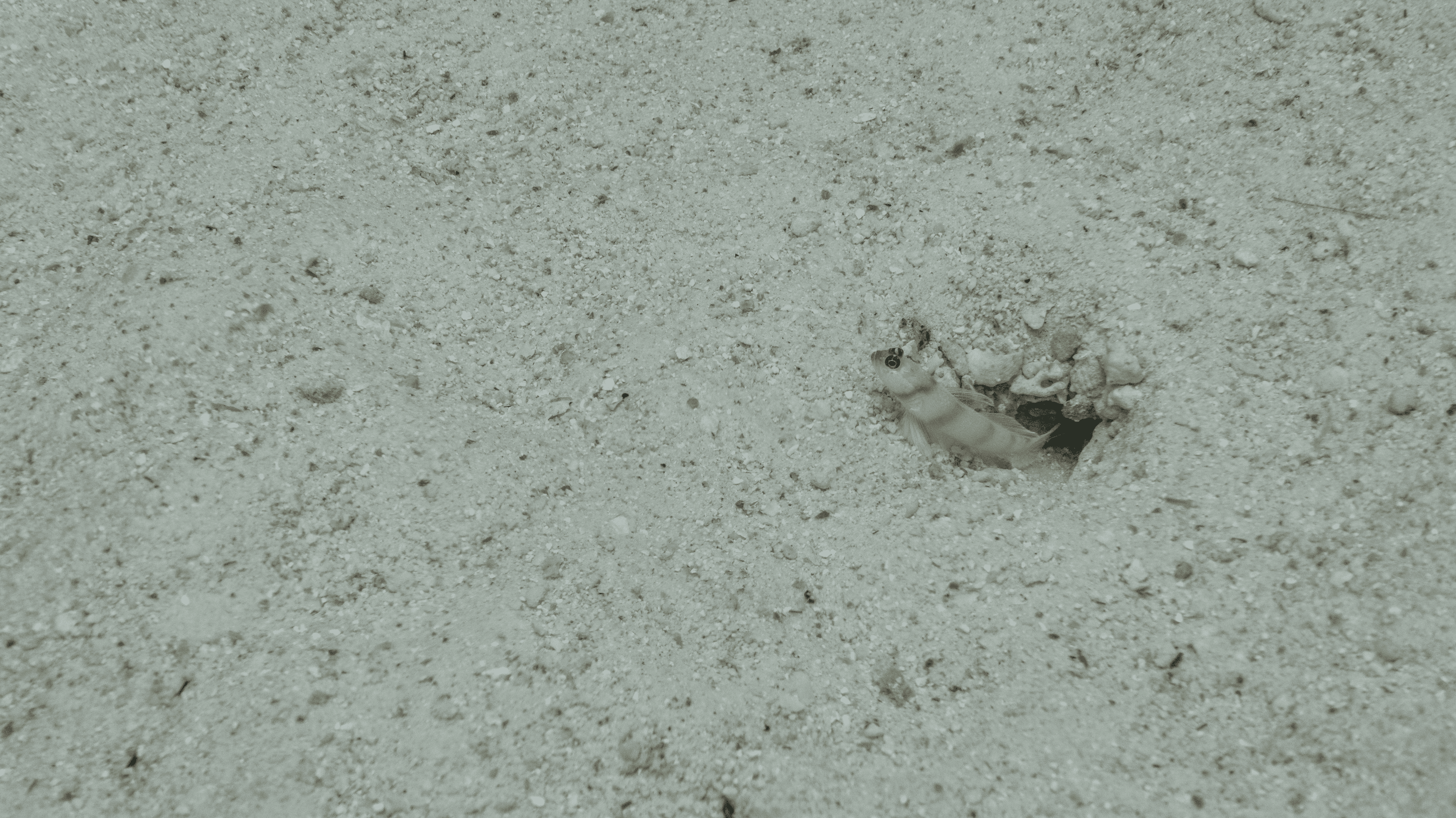 Steinitz' Prawn-goby Бычок Штайнитца