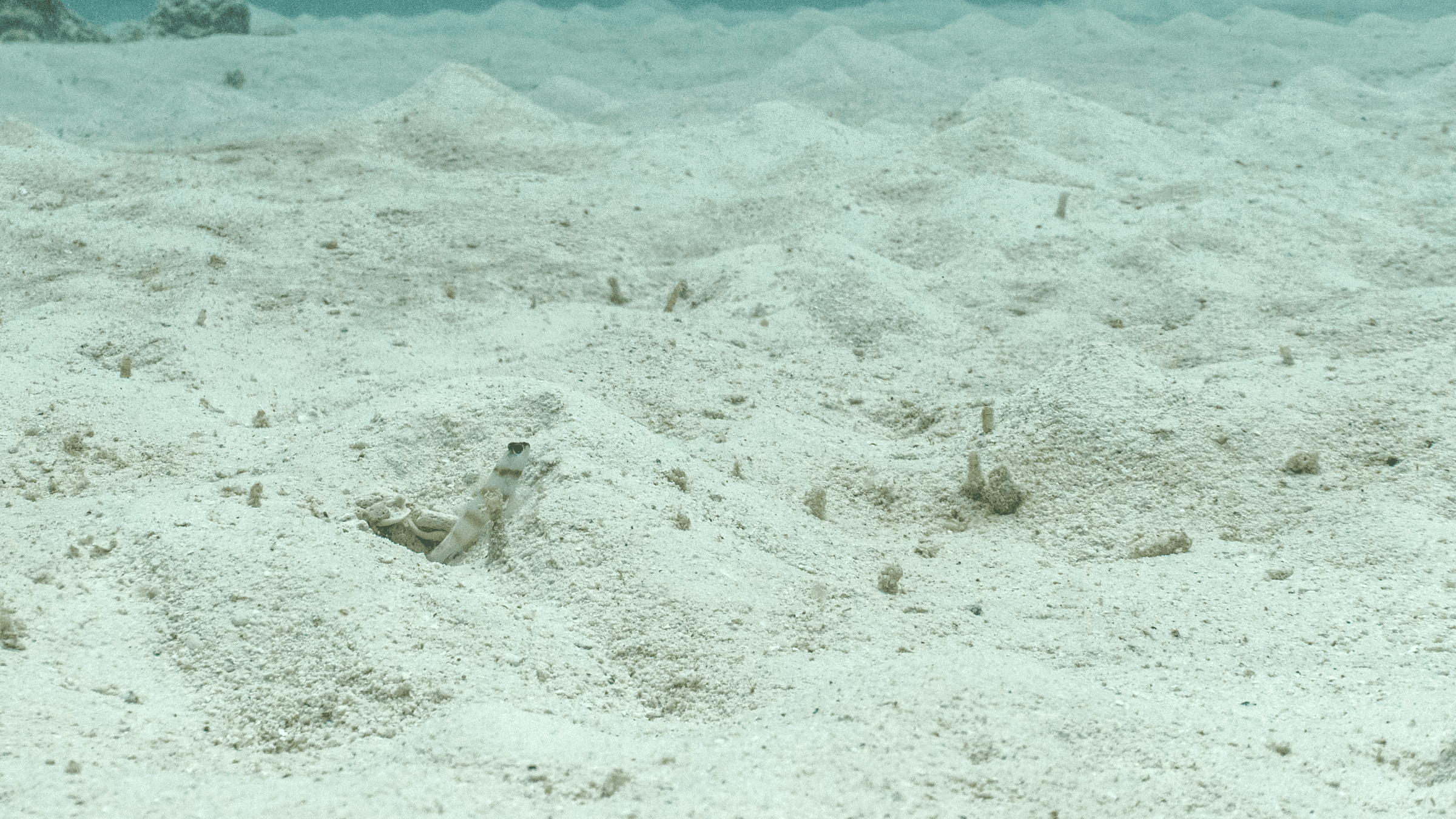 Steinitz' Prawn-goby Бычок Штайнитца в норе с креветкой