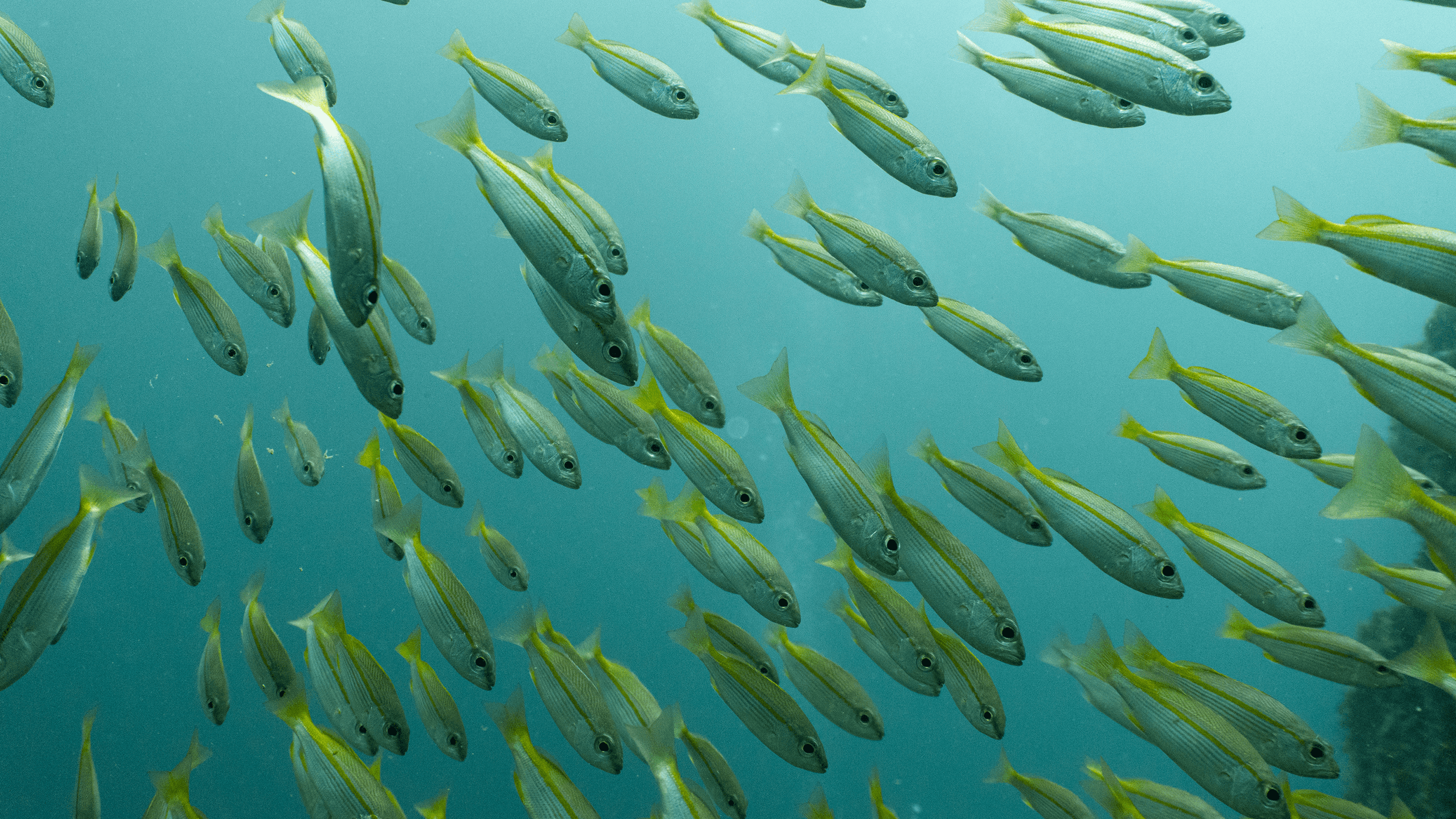 Bigeye snapper Большеглазый луциан