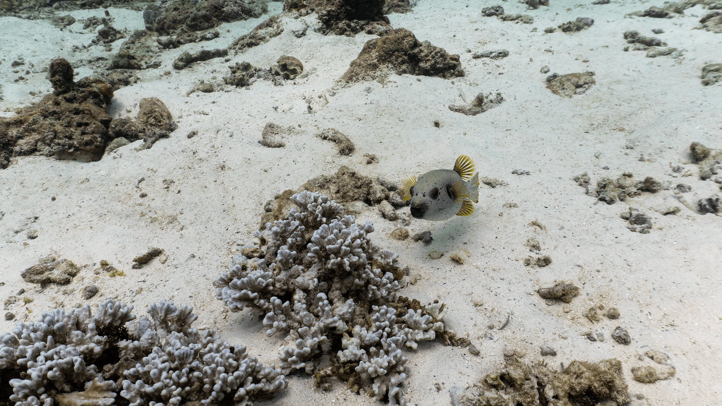 Blackspotted puffer Черноточечный иглобрюх
