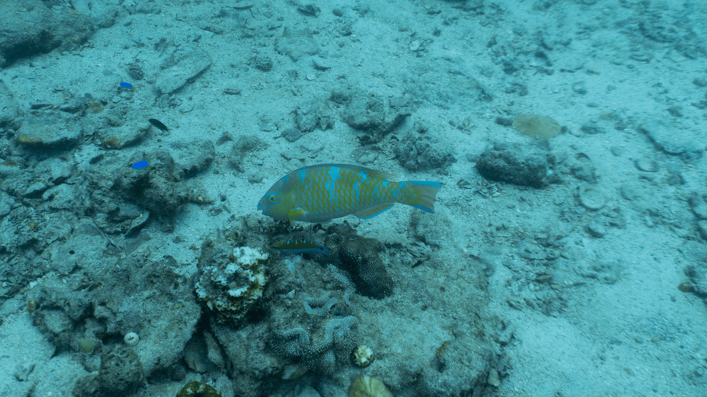 Жёлточешуйный попугай