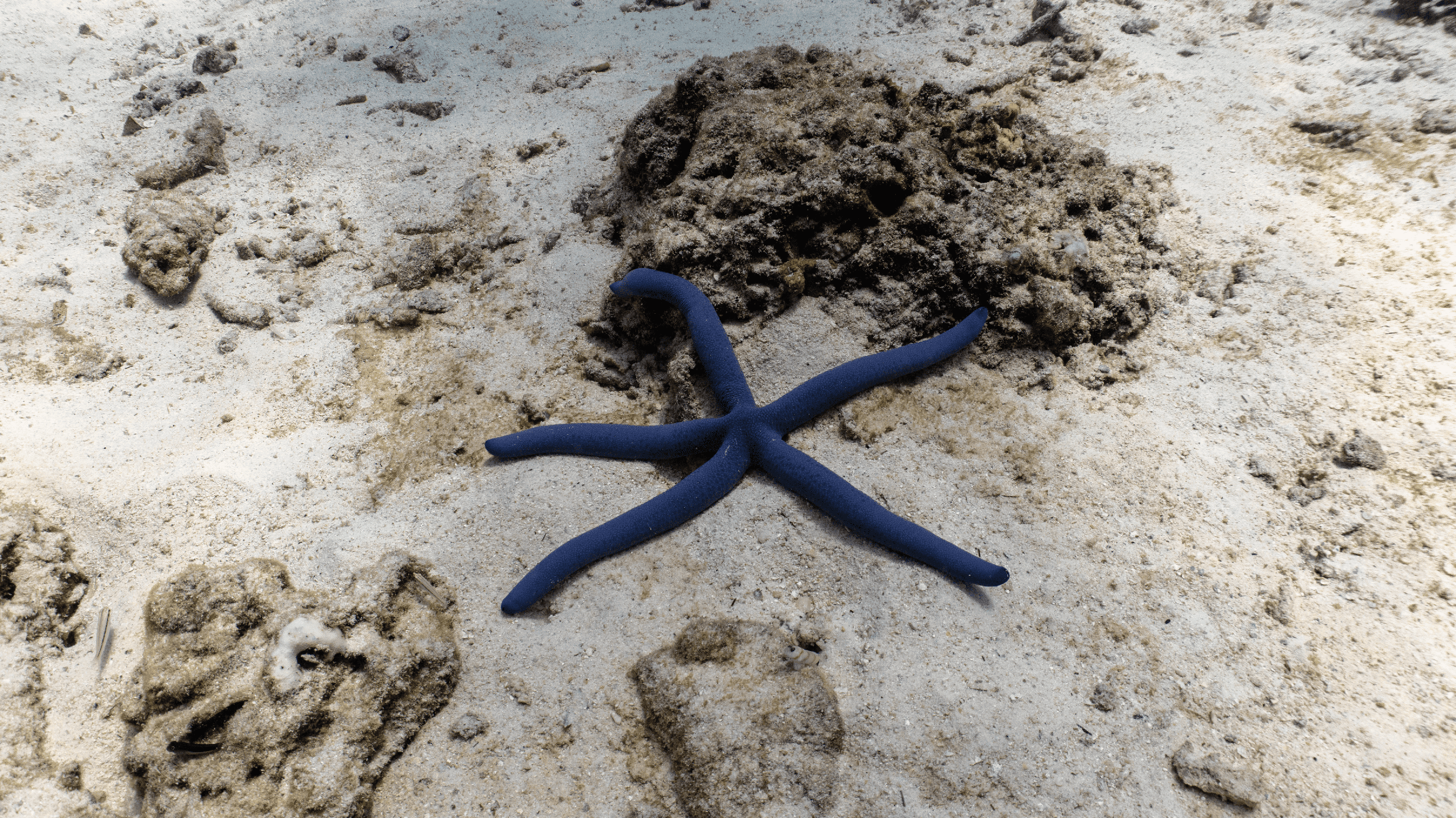 Blue sea star Голубая морская звезда