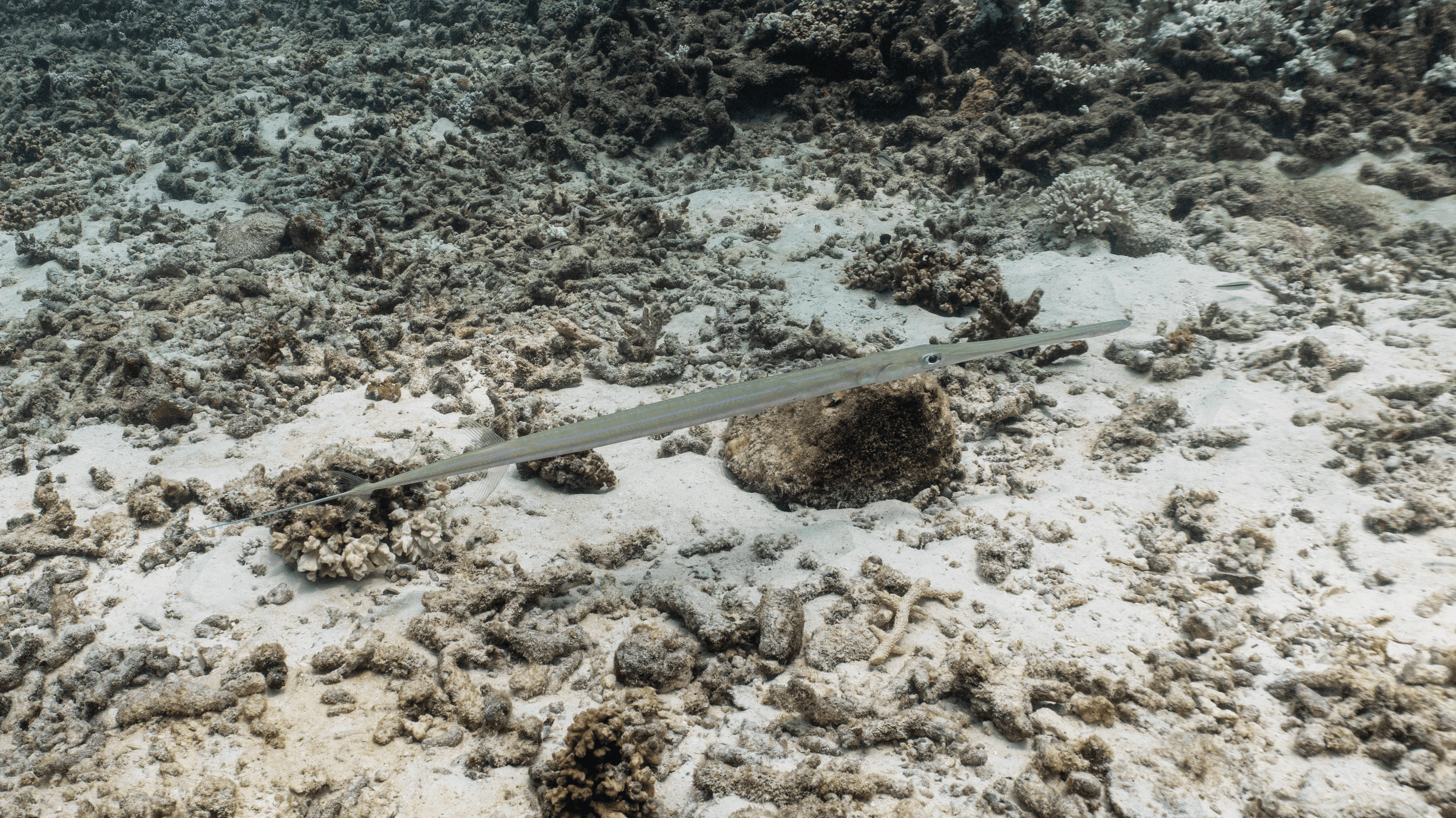 Bluespotted сornetfish Bluespotted сornetfish