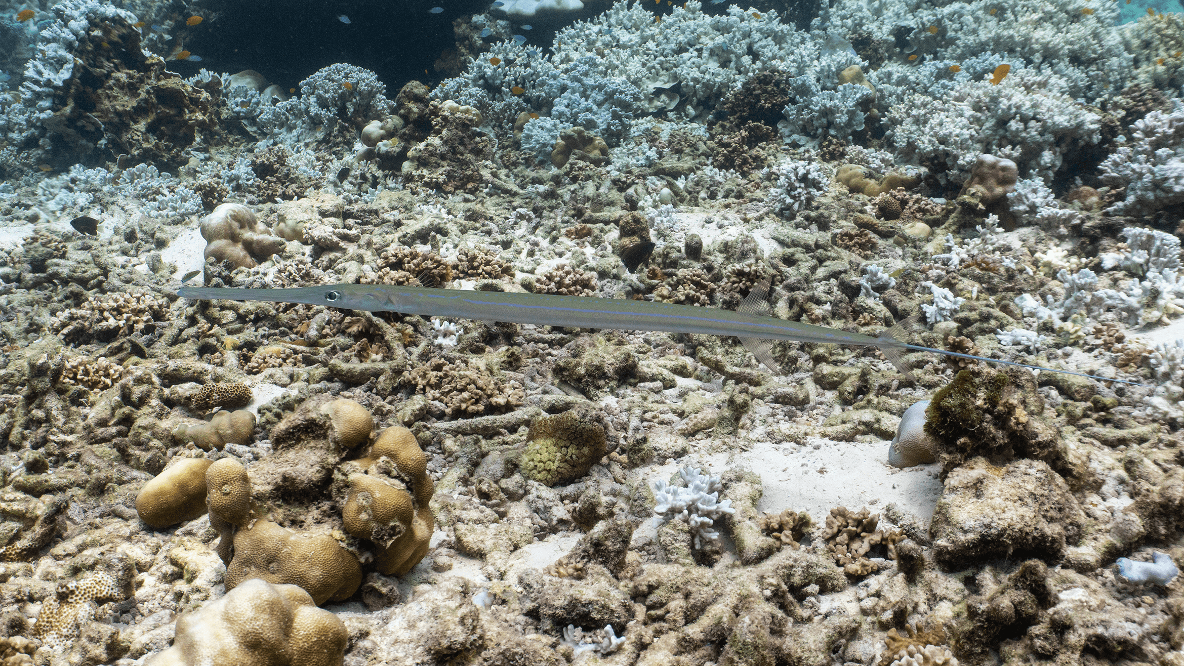 Cинепятнистая флейта