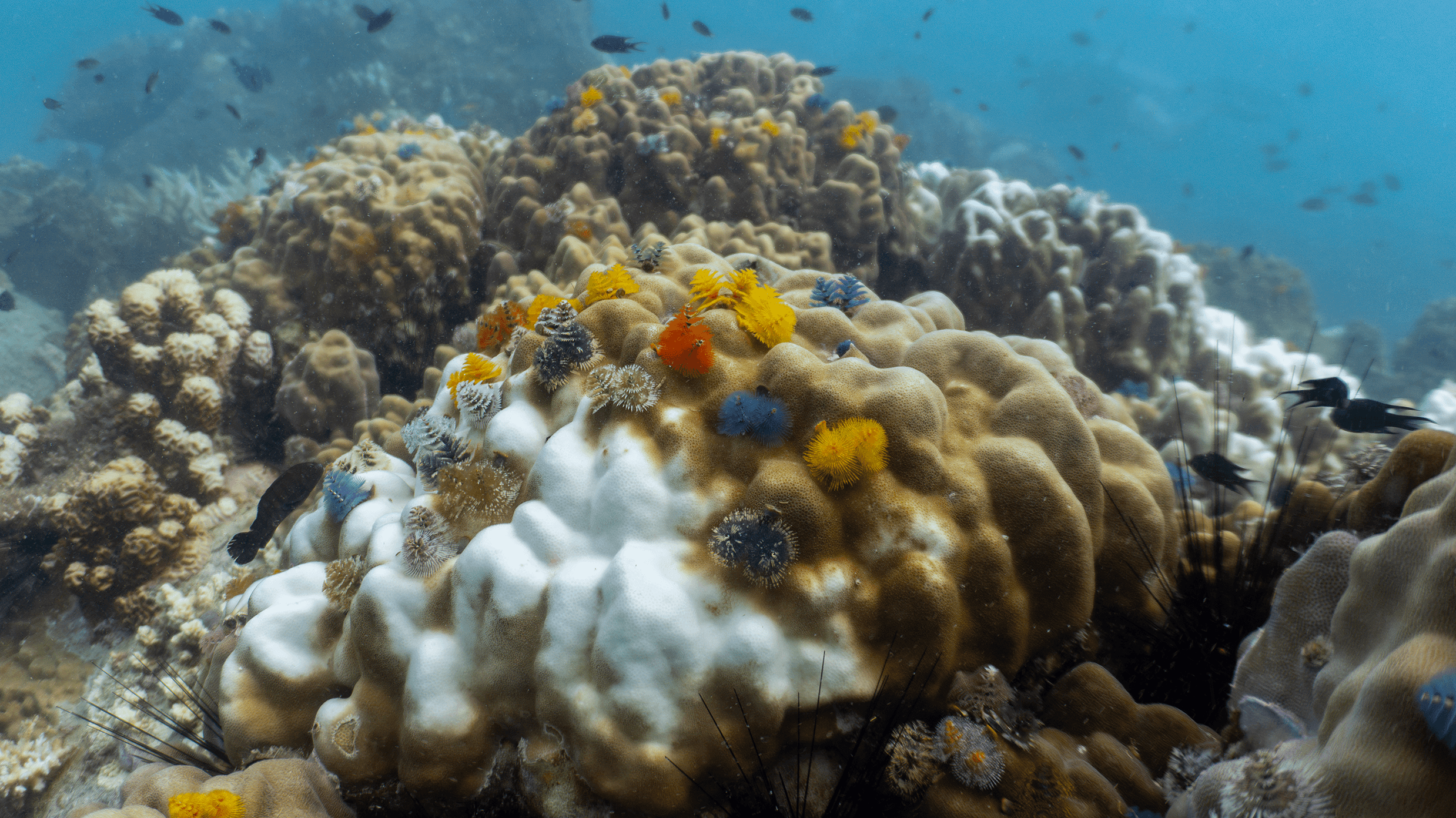 Christmas tree worm Christmas tree worm