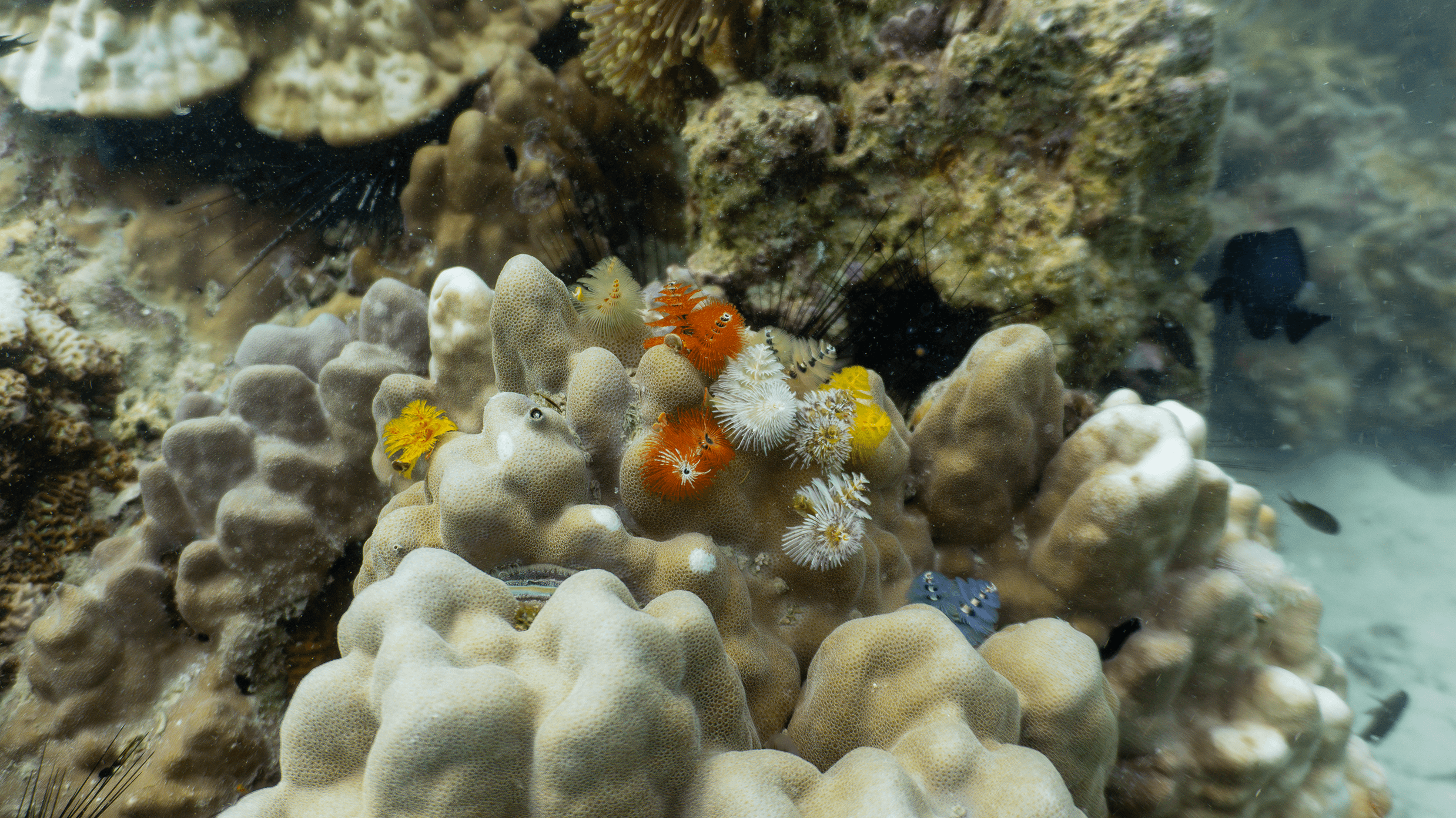 Christmas tree worm Christmas tree worm