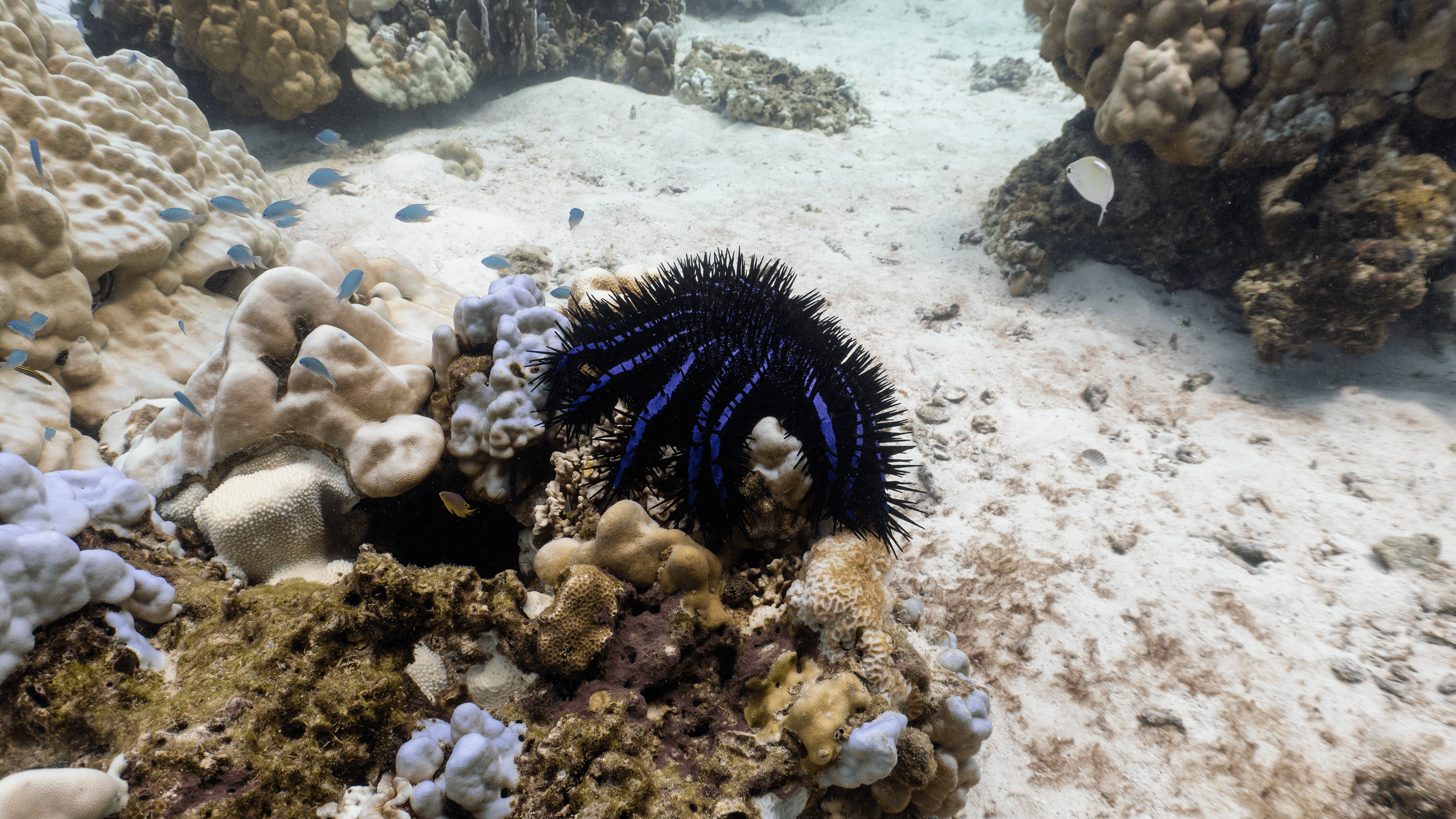 Crown-of-thorns starfish Crown-of-thorns starfish