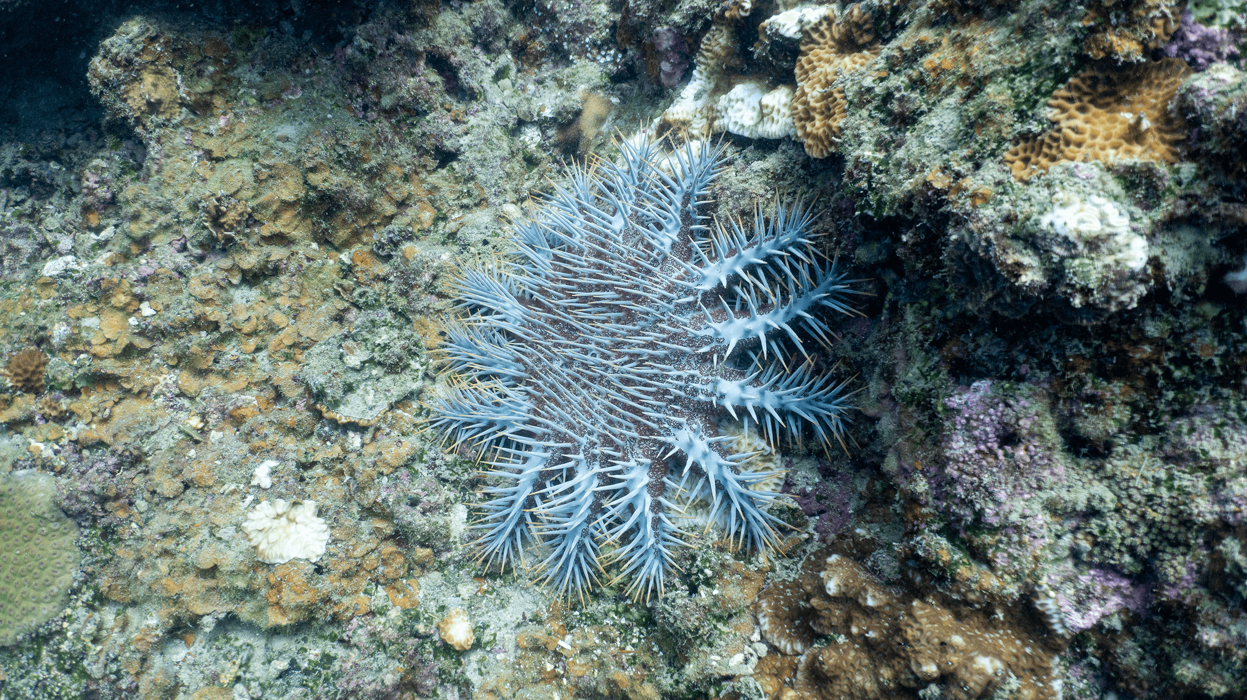 Crown-of-thorns starfish Crown-of-thorns starfish