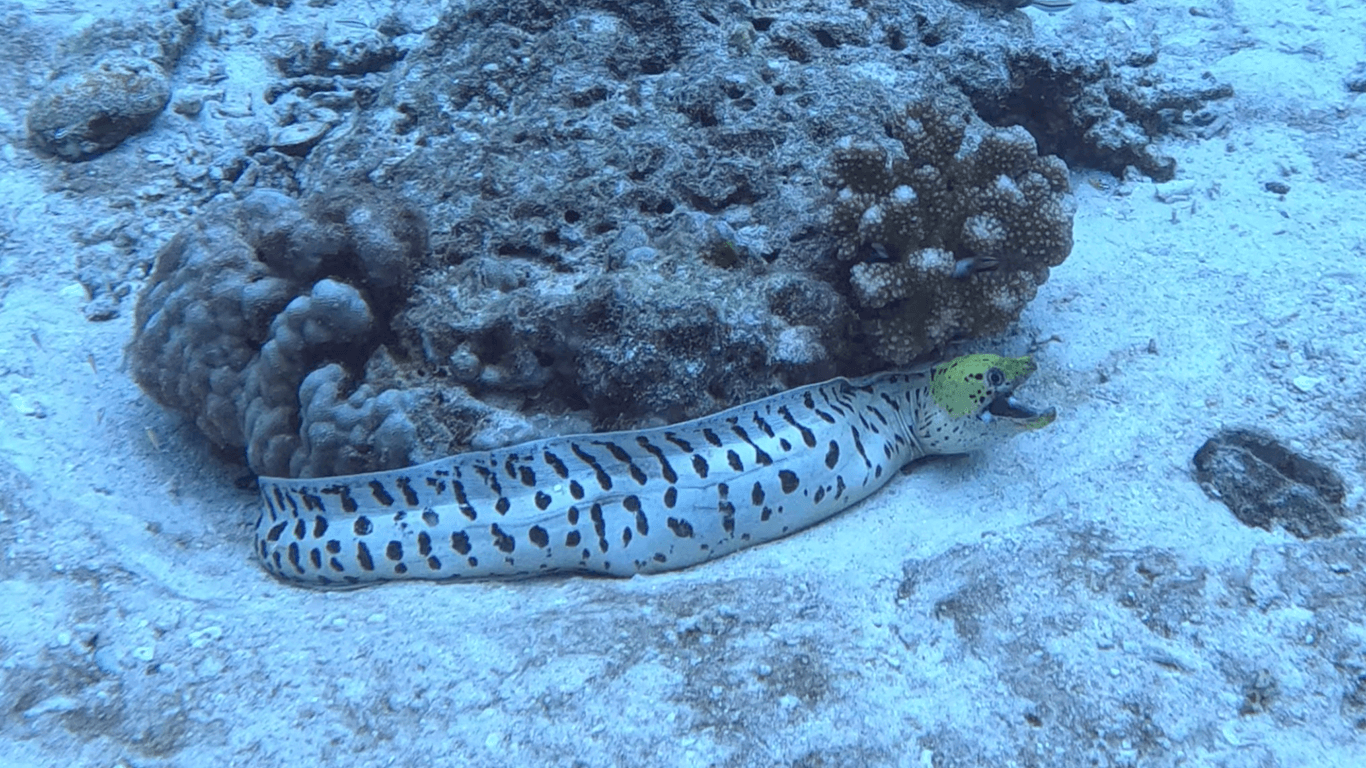 Мурена чёрноточечная