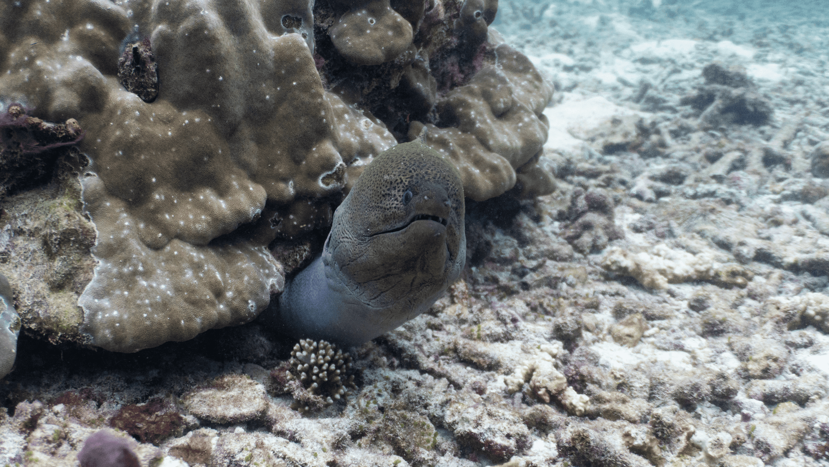 Мурена гигантская