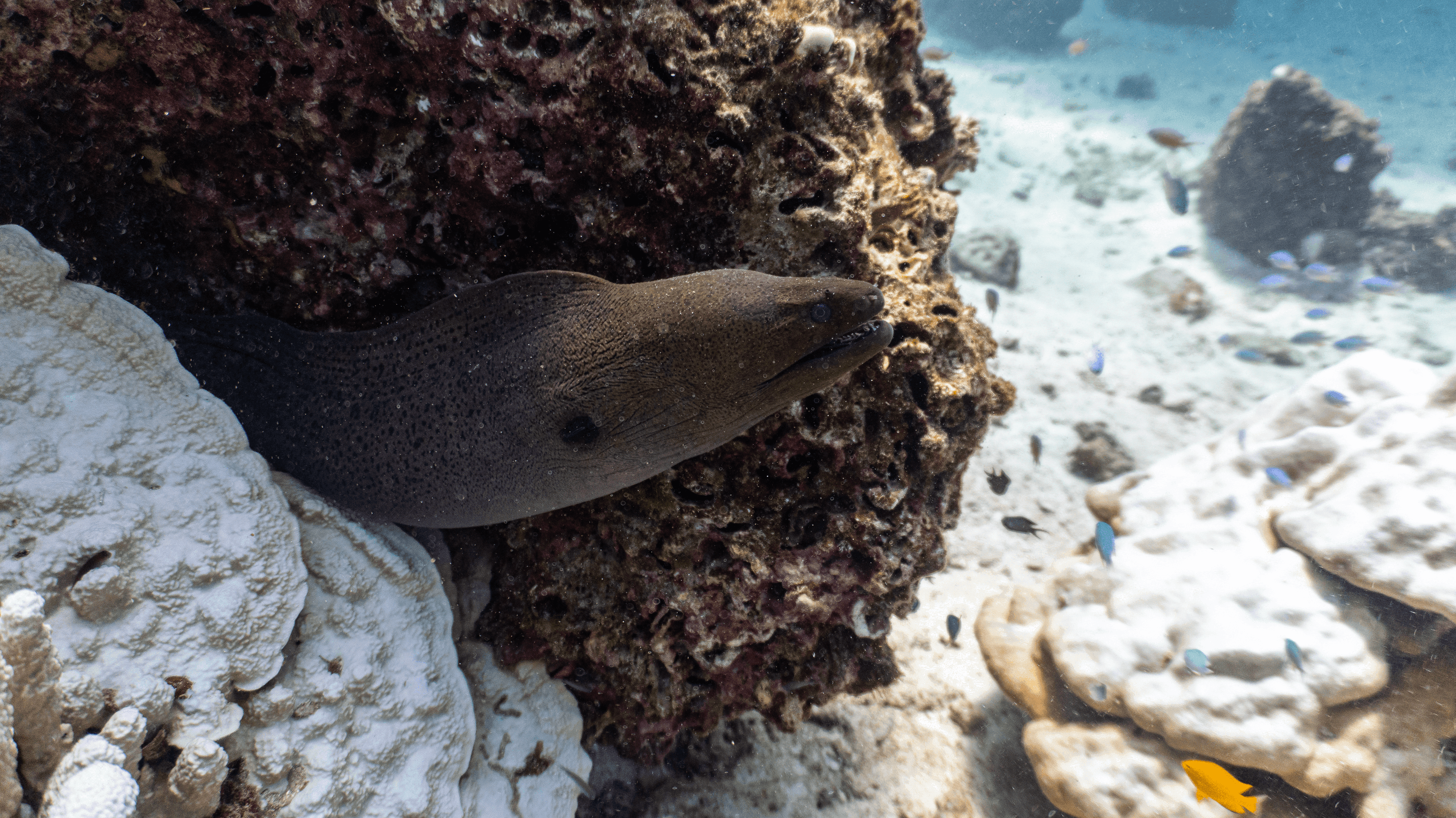 Giant Moray Giant Moray