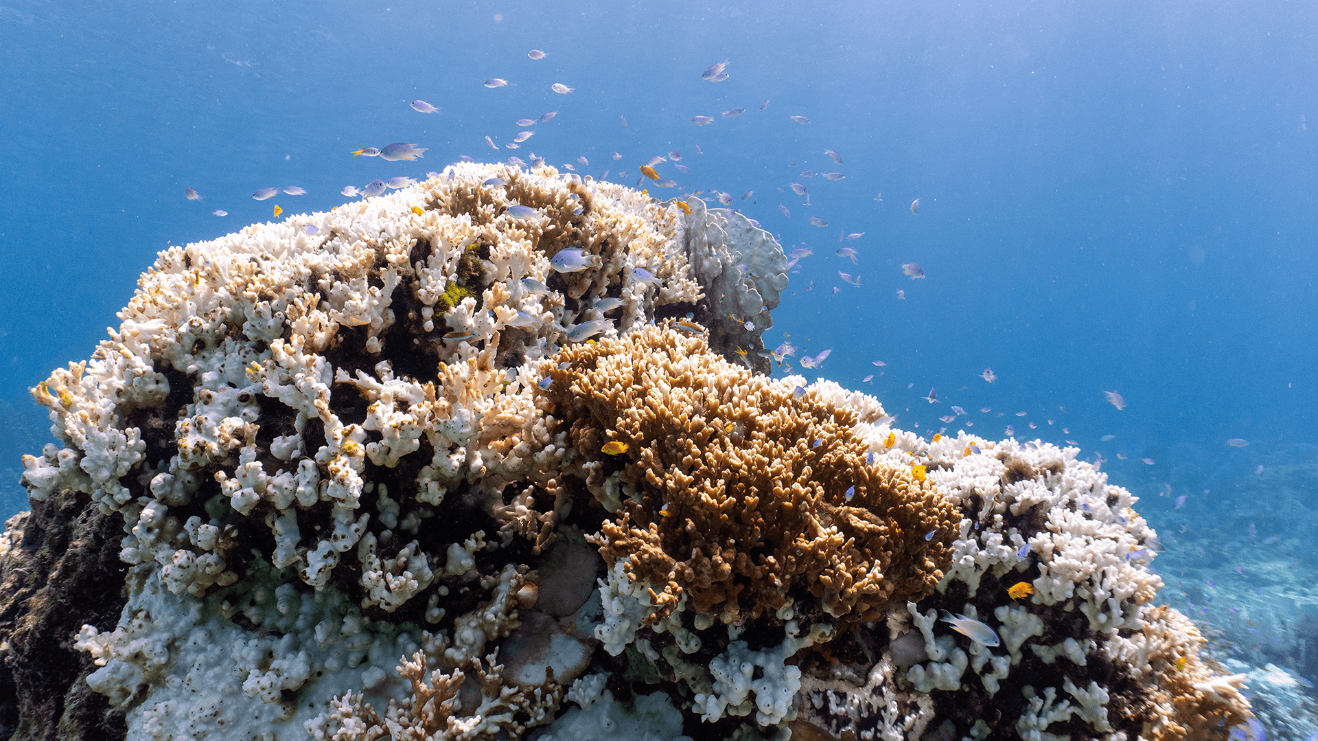 Green chromis Green chromis