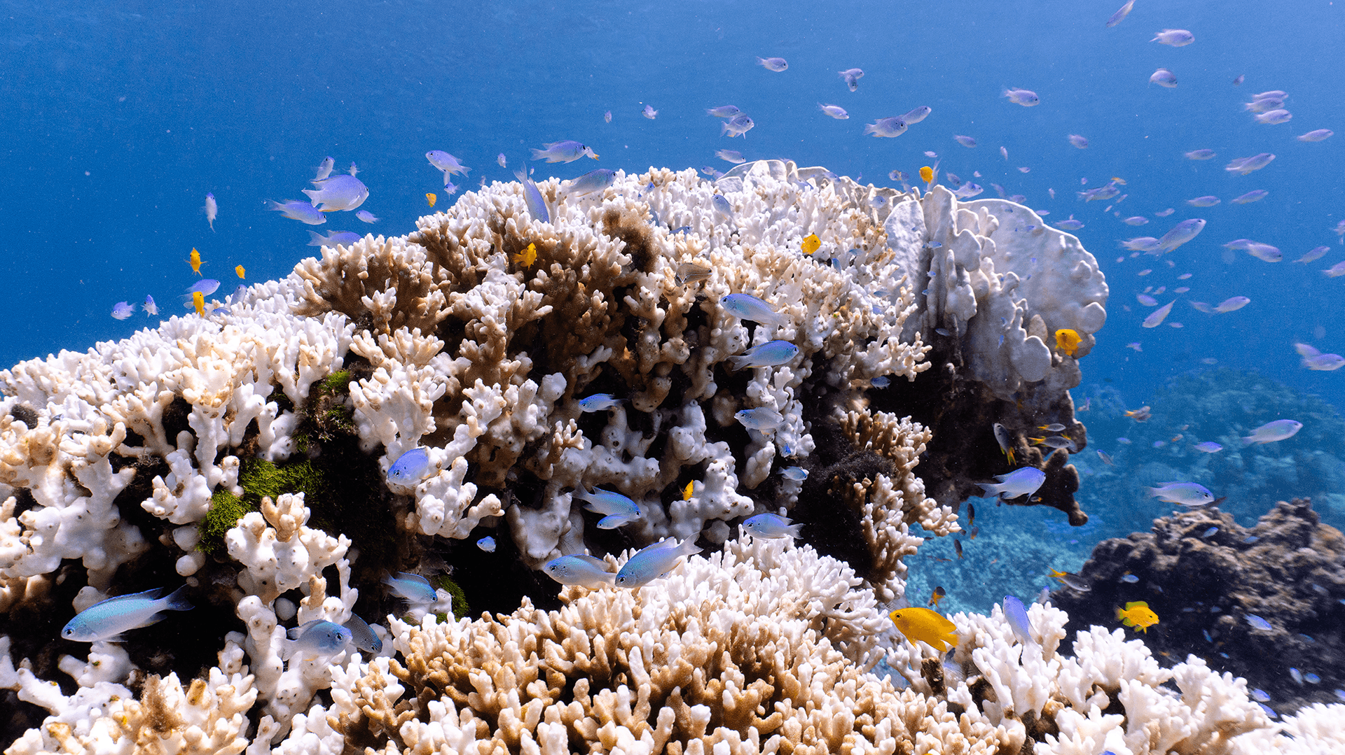 Green chromis Green chromis