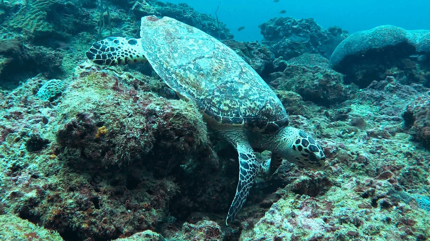 Green sea turtle Green sea turtle