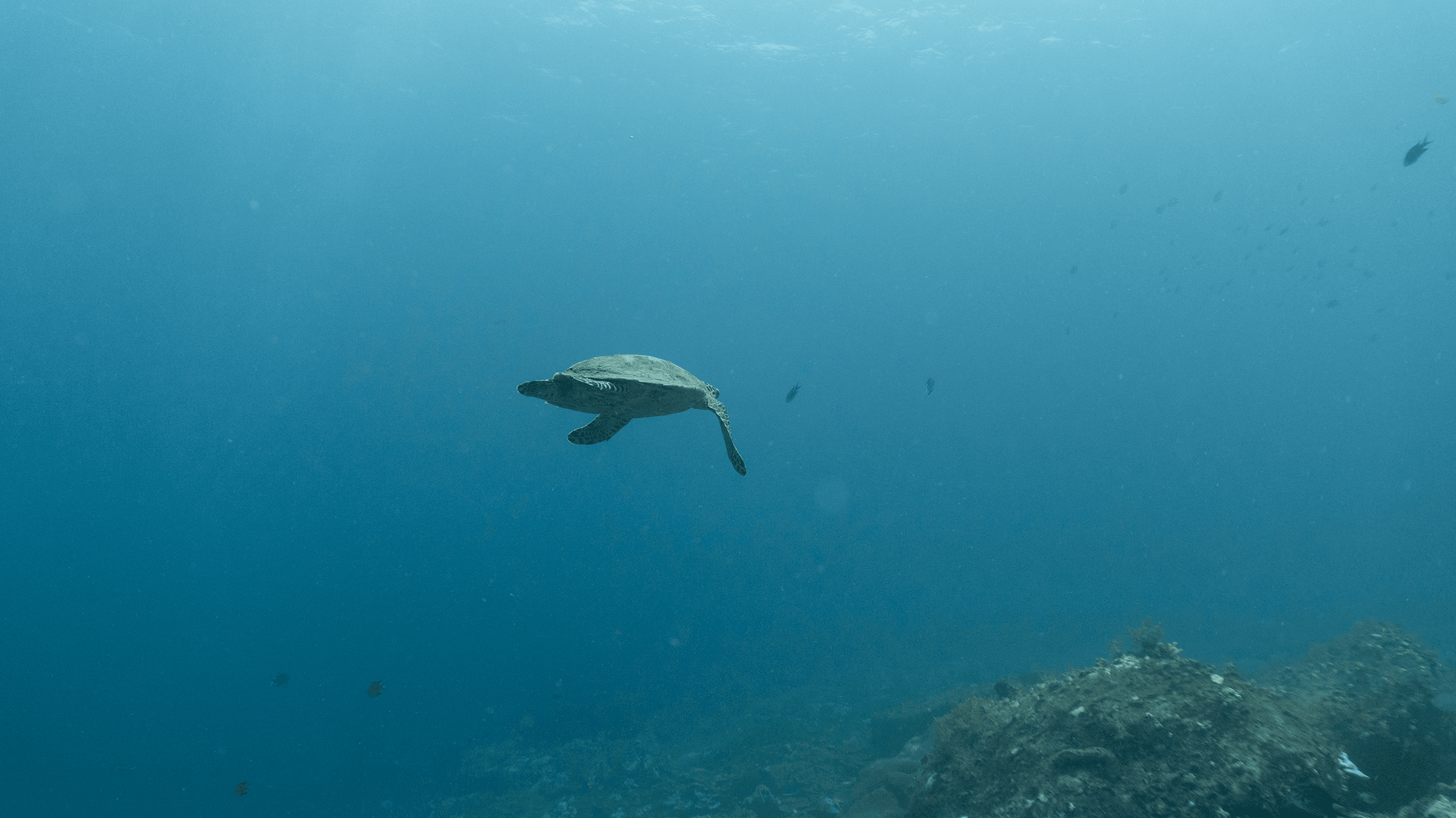 Green sea turtle Green sea turtle