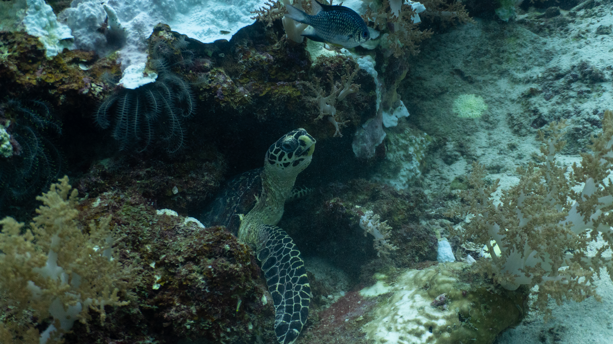 Черепаха зелёная