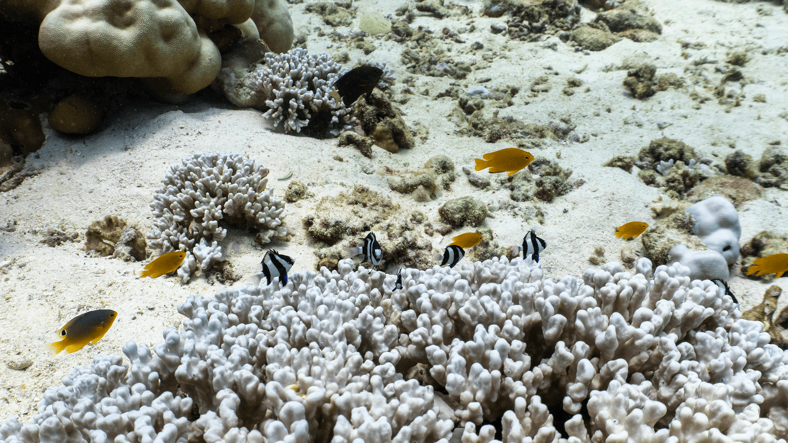 Humbug damselfish Humbug damselfish