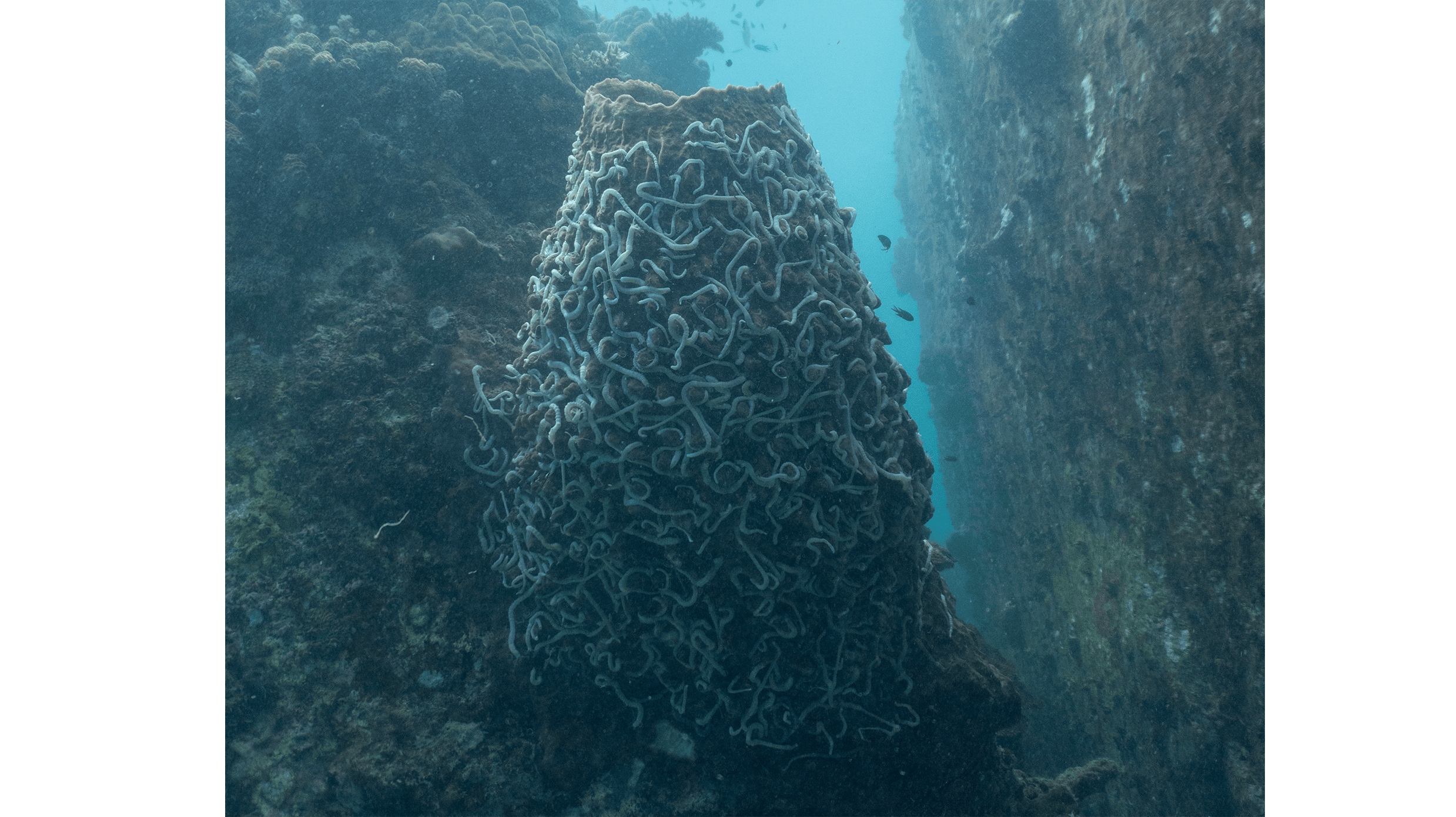 Lambert's Worm Sea Cucumbers Lambert's Worm Sea Cucumbers