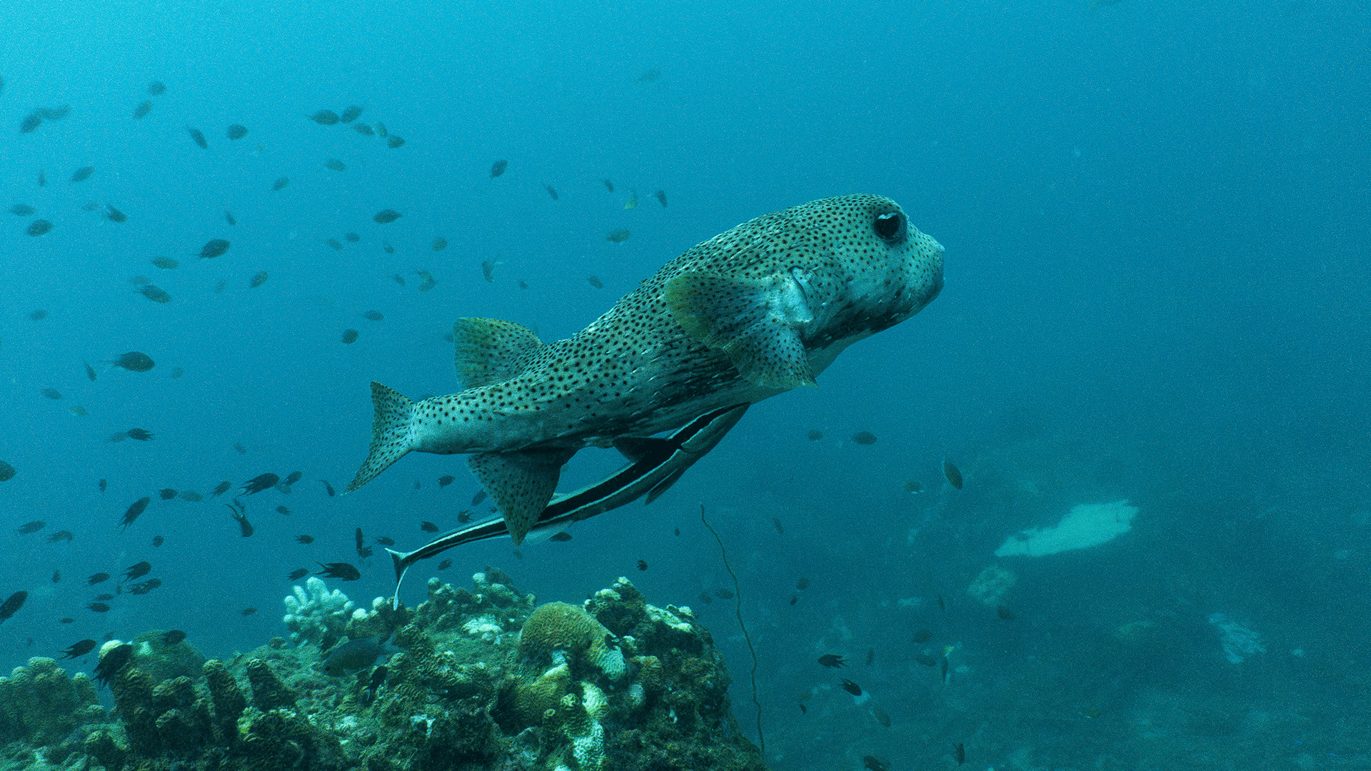 Live sharksucker Live sharksucker