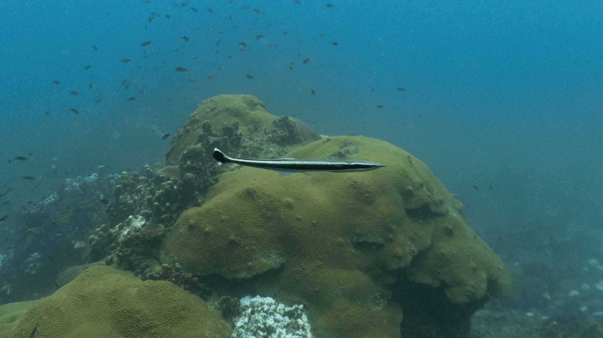 Обыкновенная прилипала