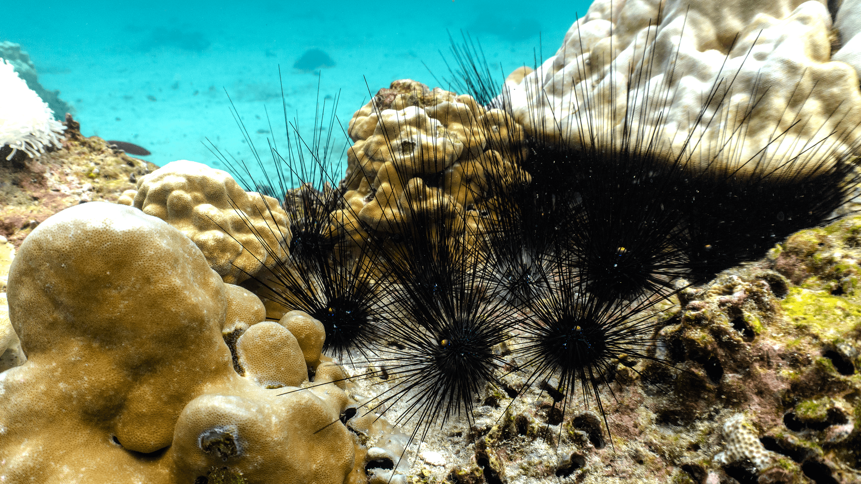 Long Spined Black Urchi Long Spined Black Urchi