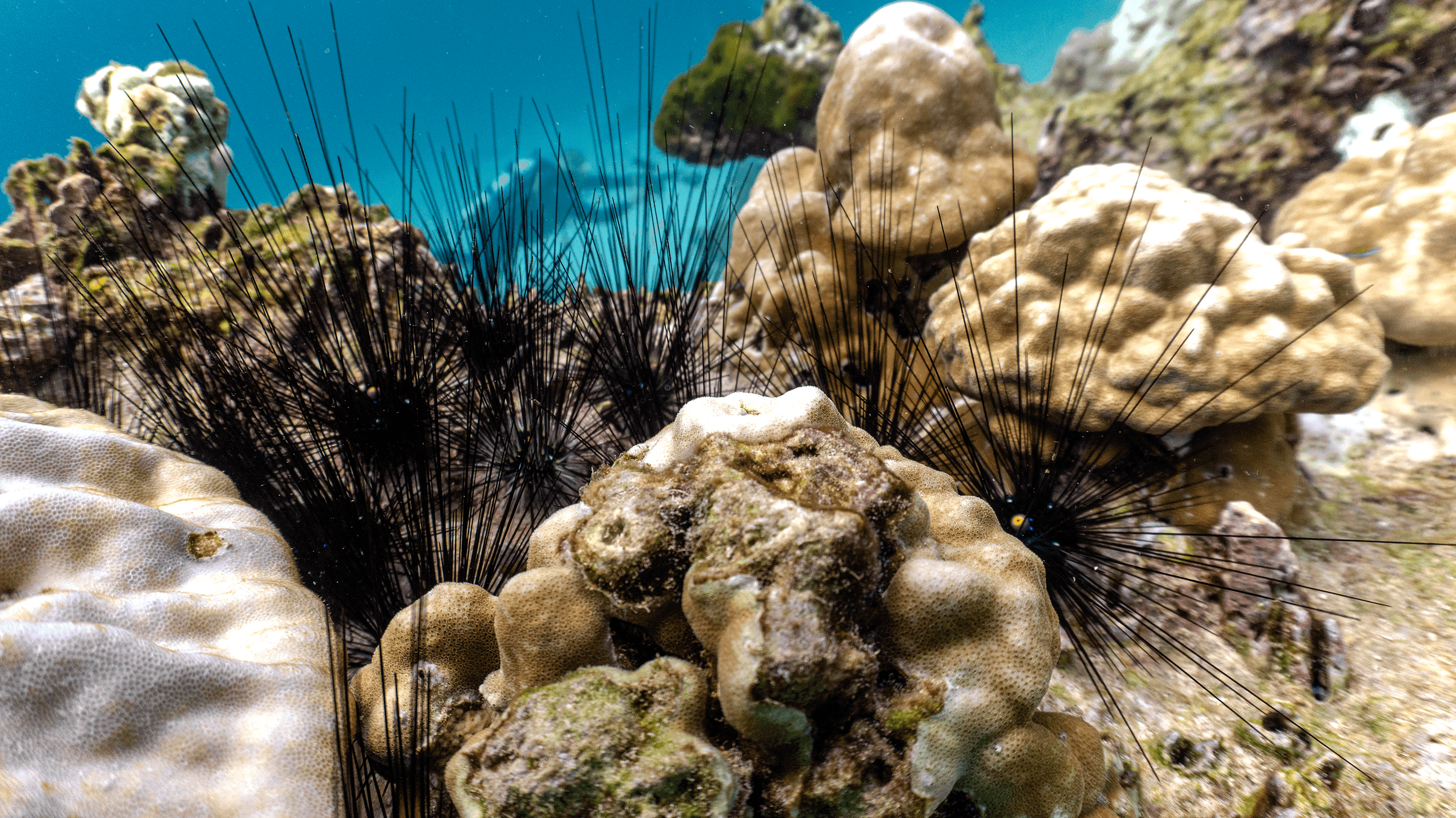 Long Spined Black Urchi Long Spined Black Urchi