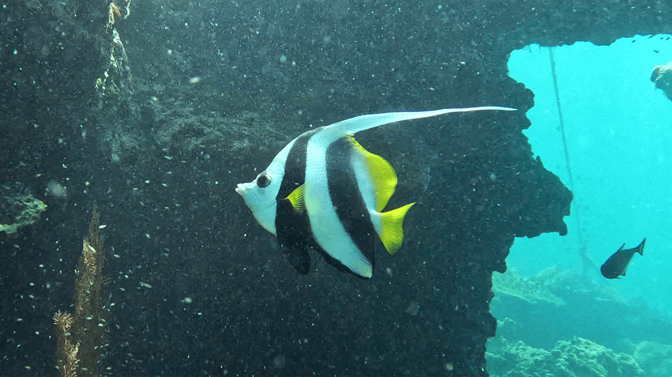 Longfin bannerfish Longfin bannerfish