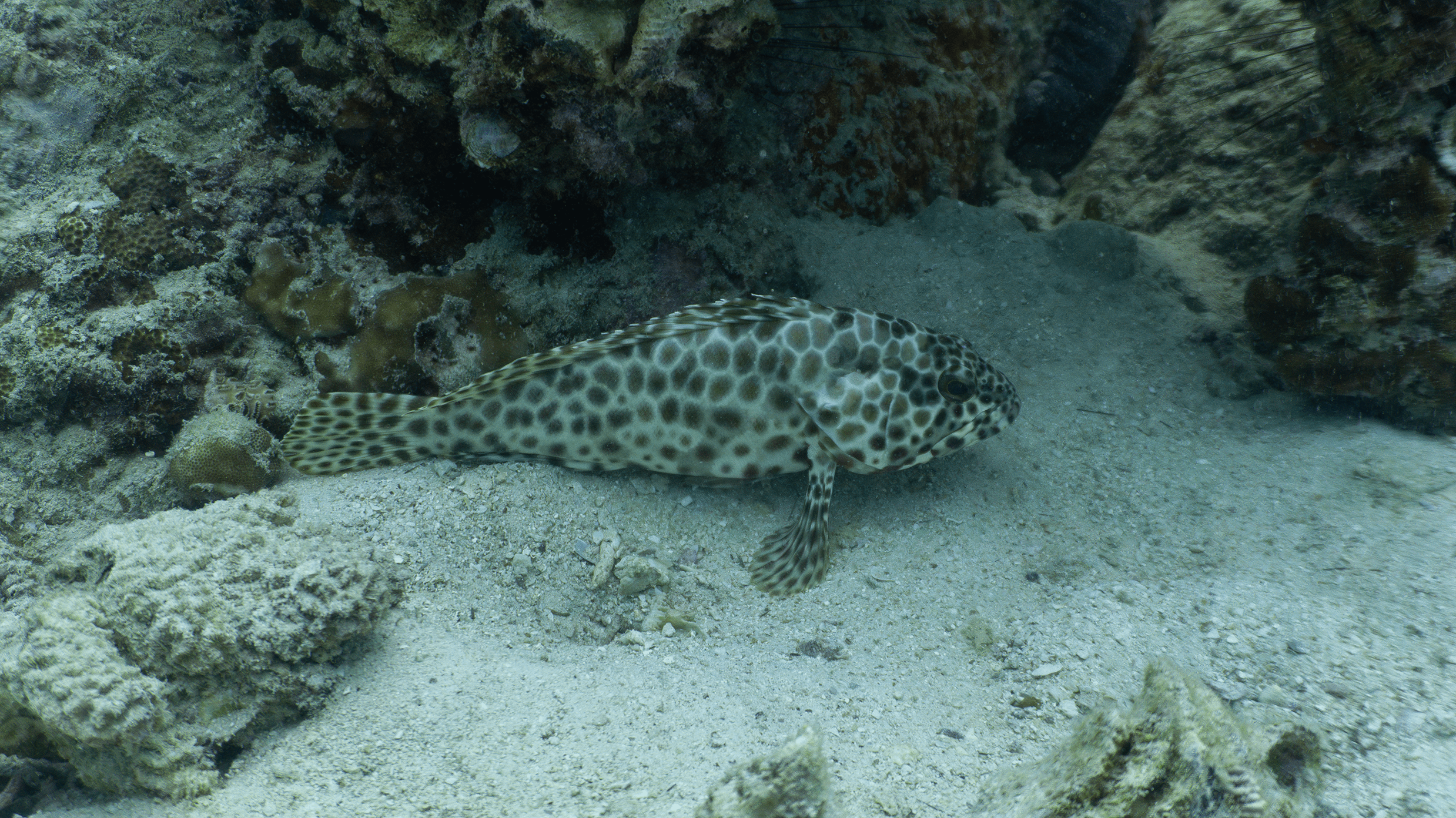 Longfin grouper Longfin grouper