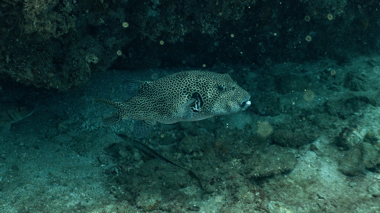 Map pufferfish Map pufferfish