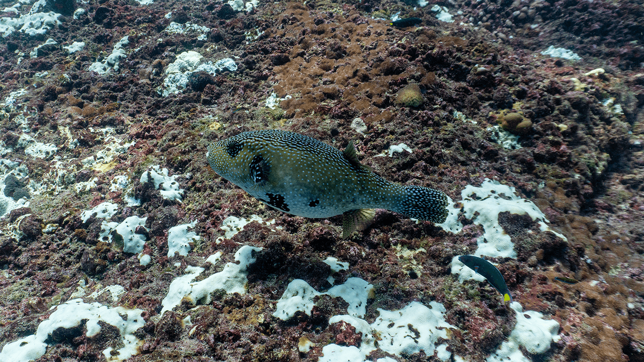 Map pufferfish Map pufferfish