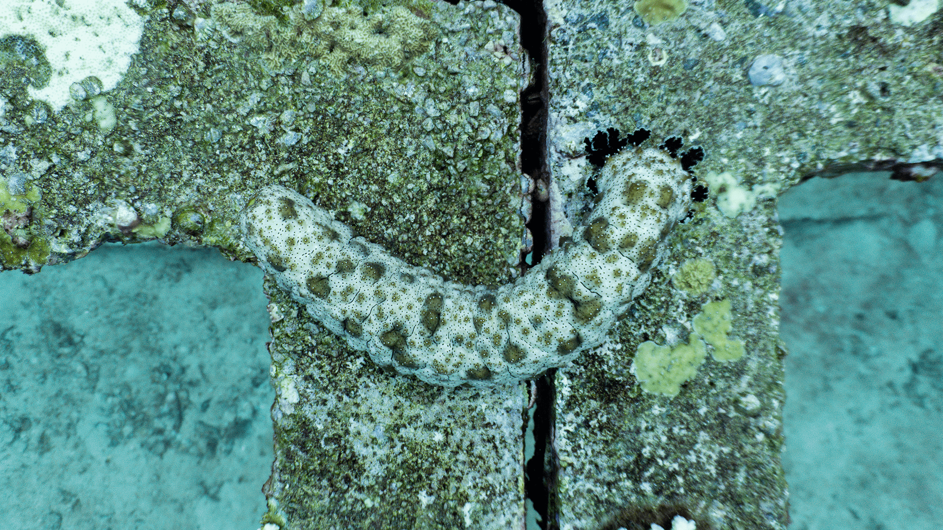 Мраморный морской огурец Мраморный морской огурец