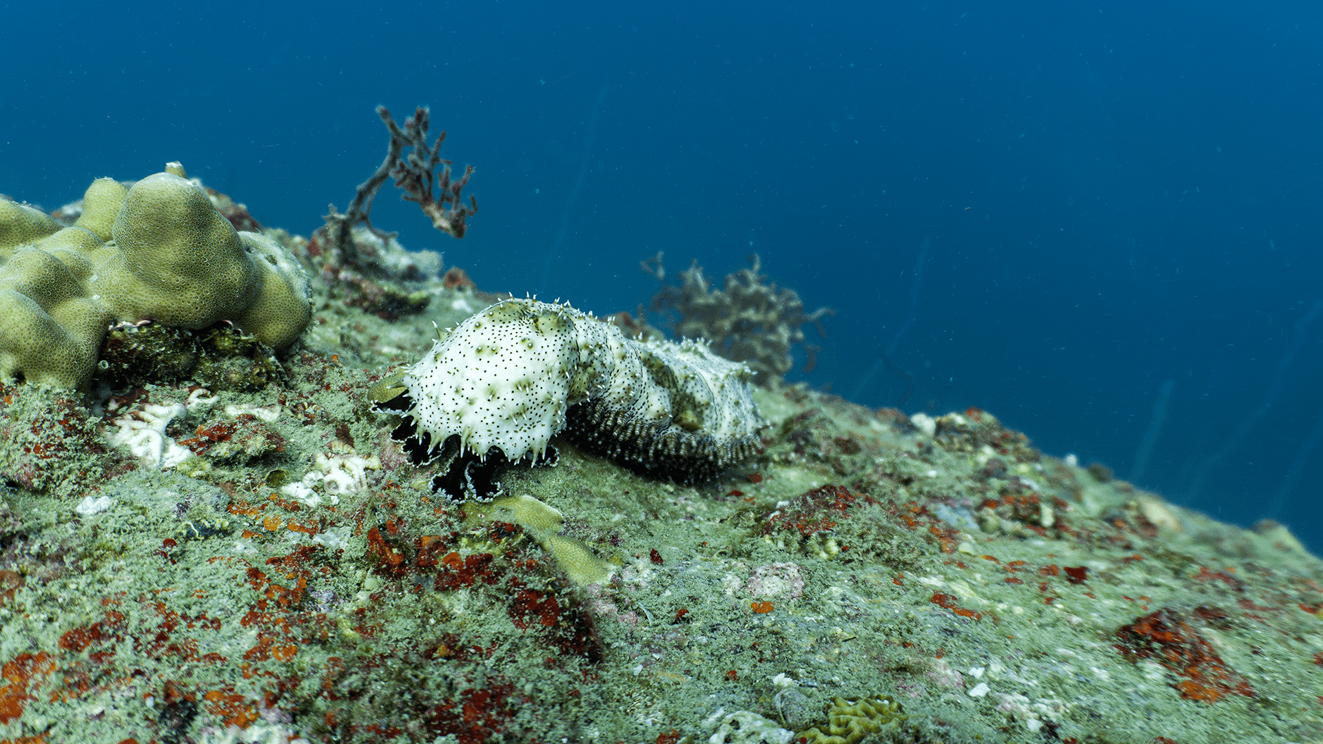 Мраморный морской огурец