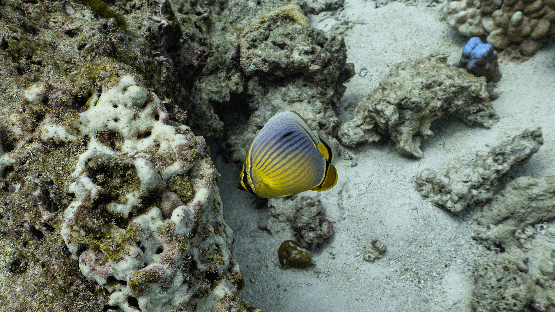 Melon butterflyfish Melon butterflyfish