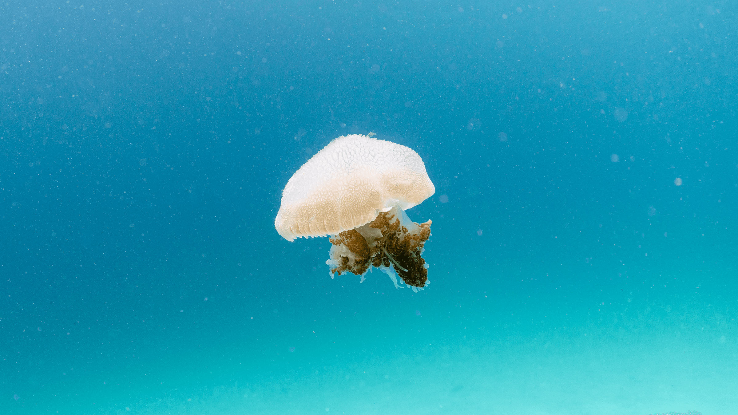 Mosaic jellyfish Mosaic jellyfish