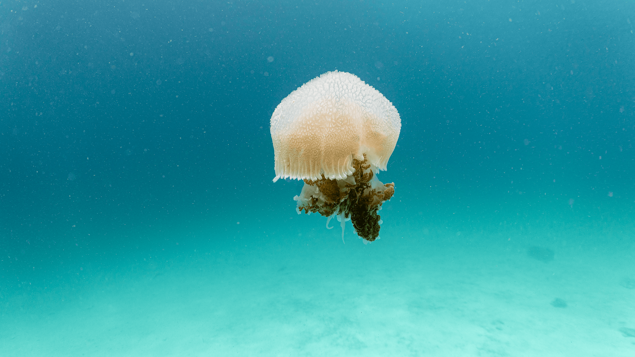 Mosaic jellyfish Mosaic jellyfish
