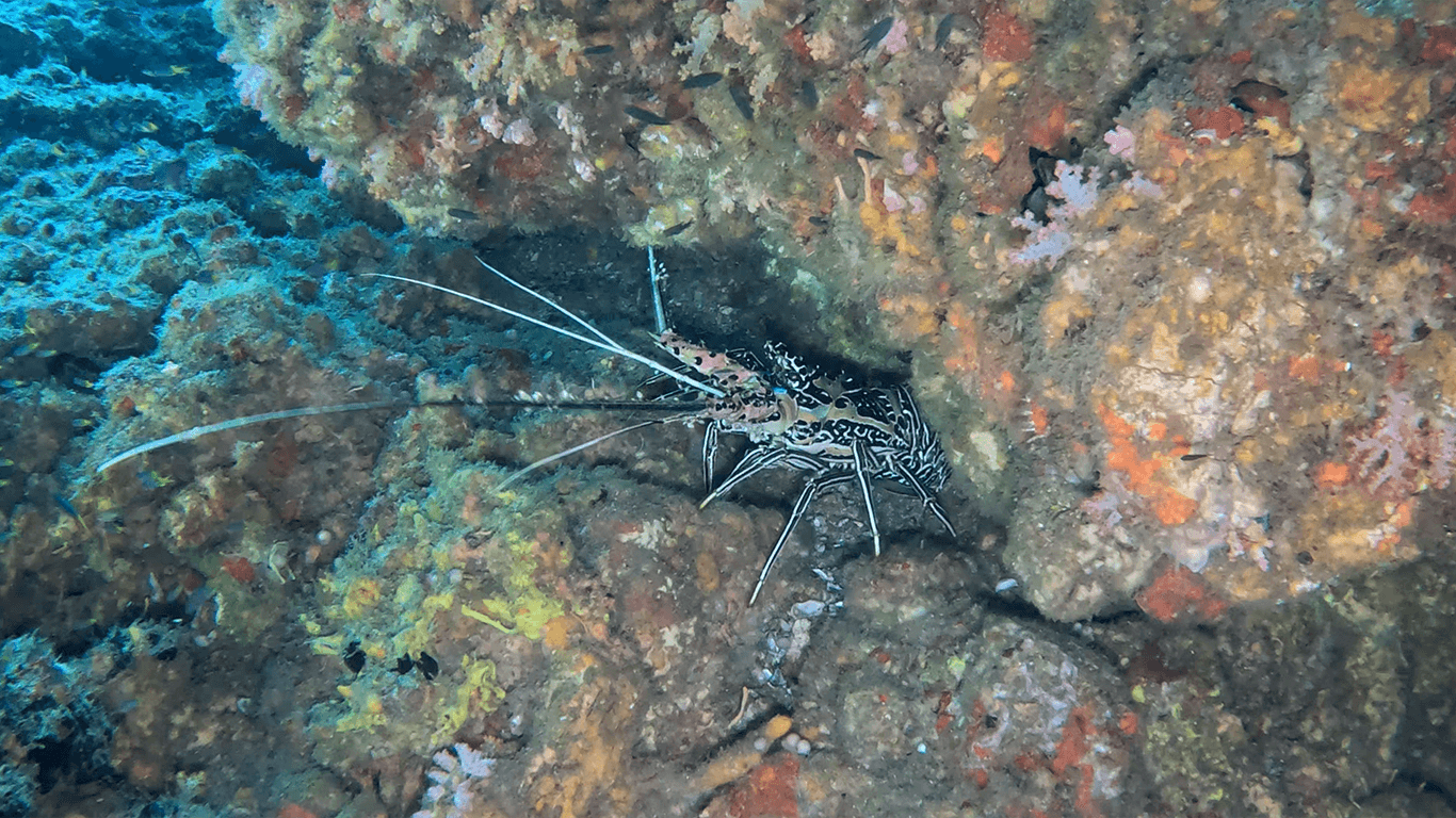 Лангуст синеполосый