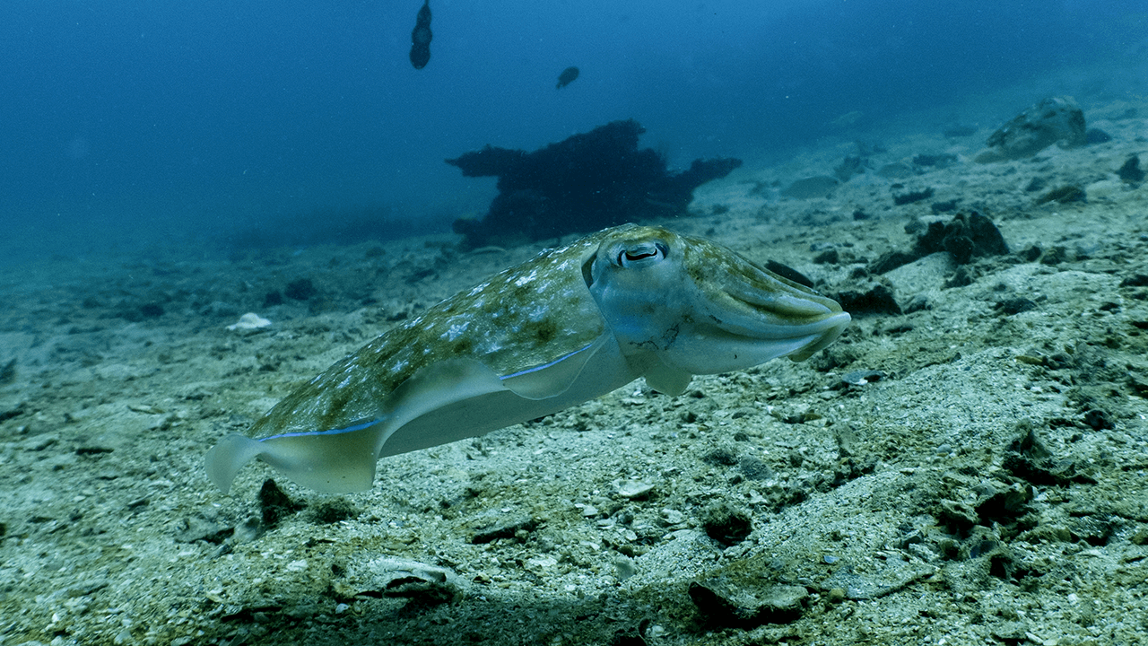 Pharaoh cuttlefish Pharaoh cuttlefish