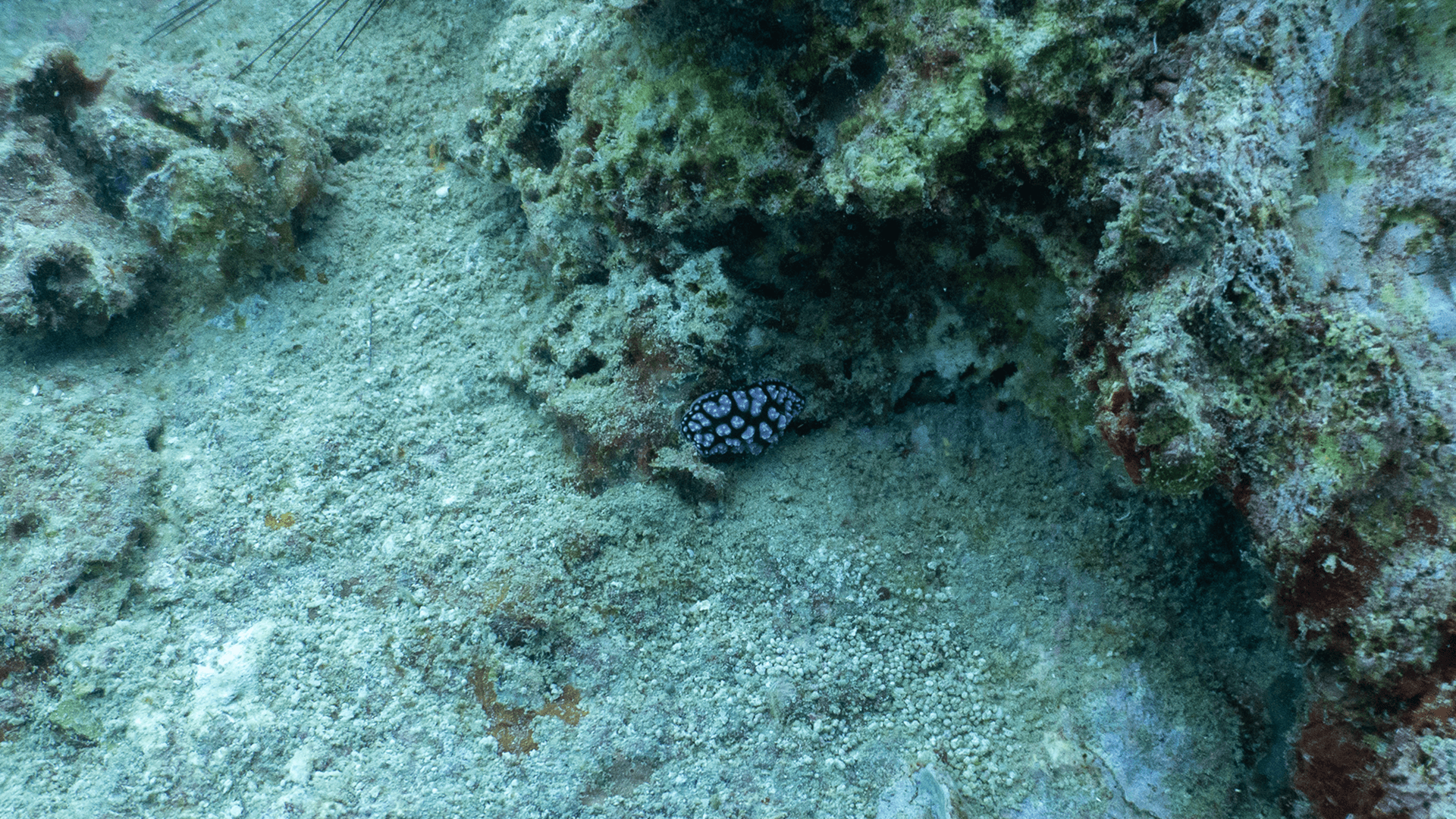 Phyllidia varicosa Phyllidia varicosa