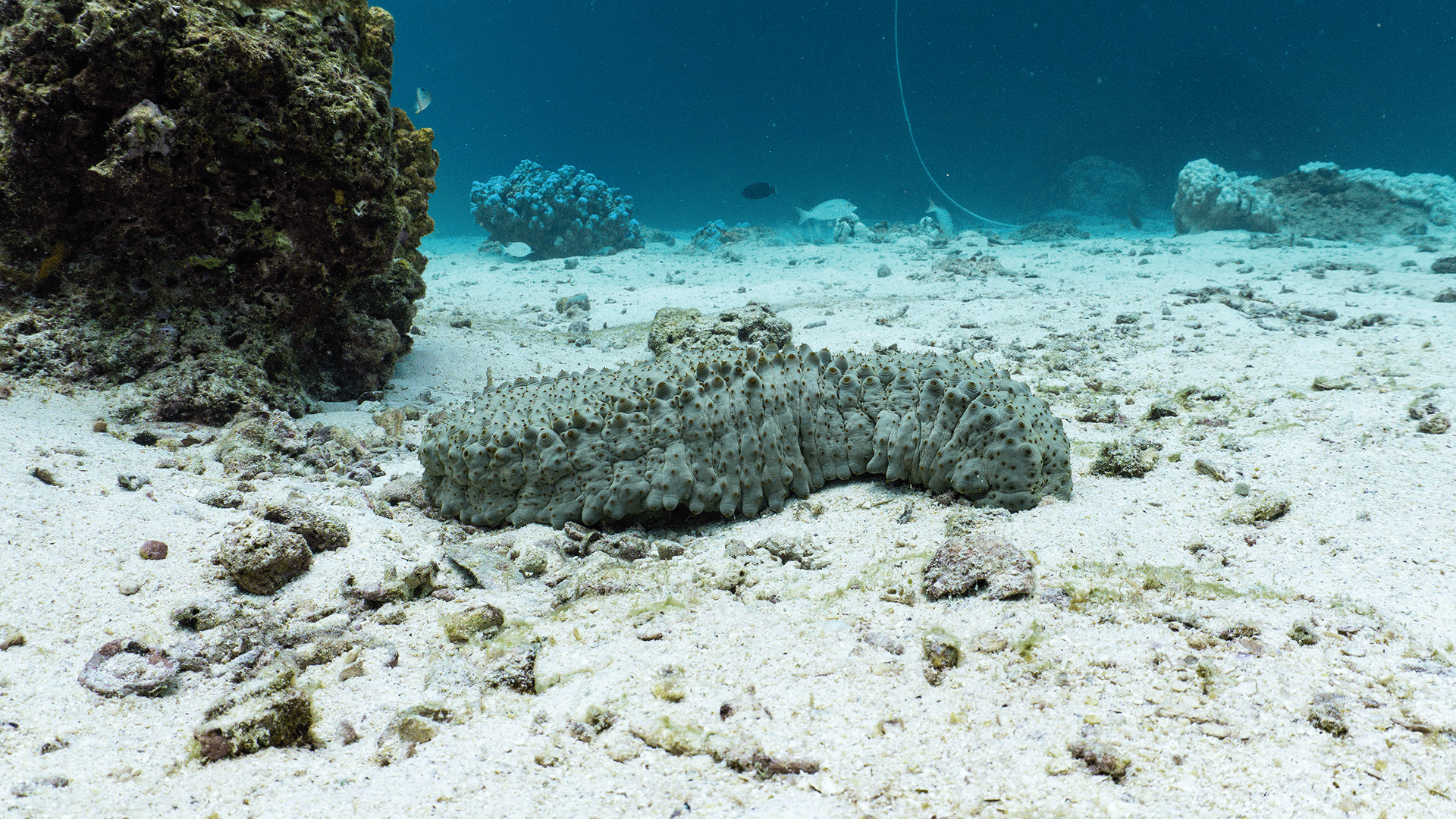 Ананасовый морской огурец