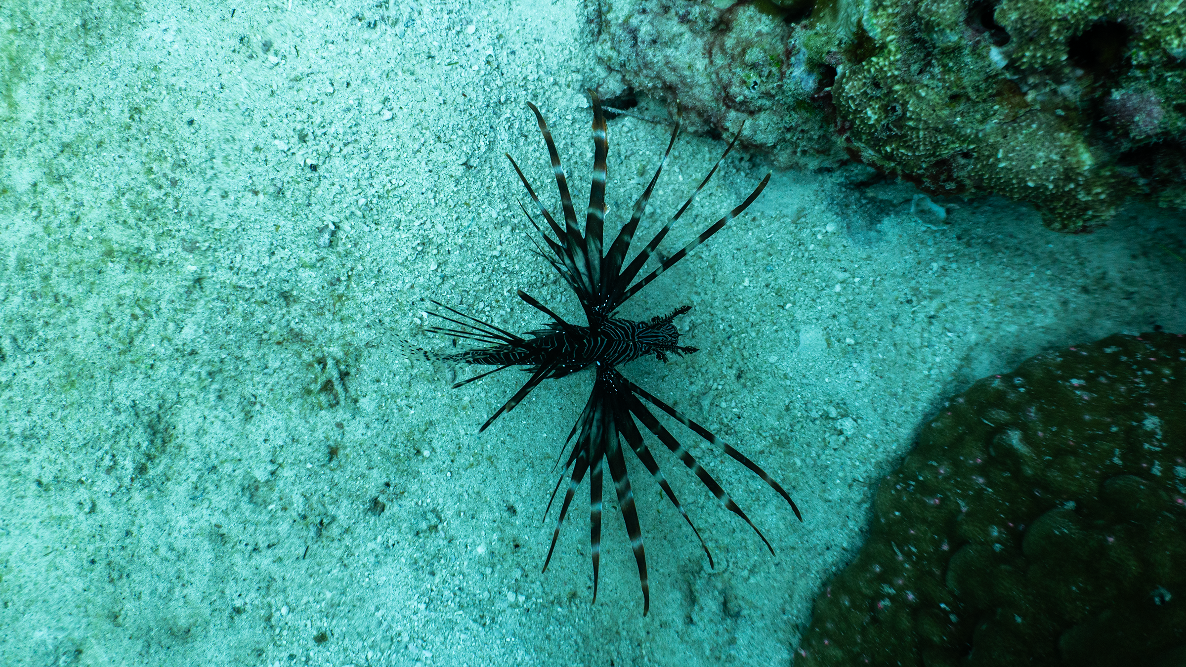 Red lionfish Red lionfish