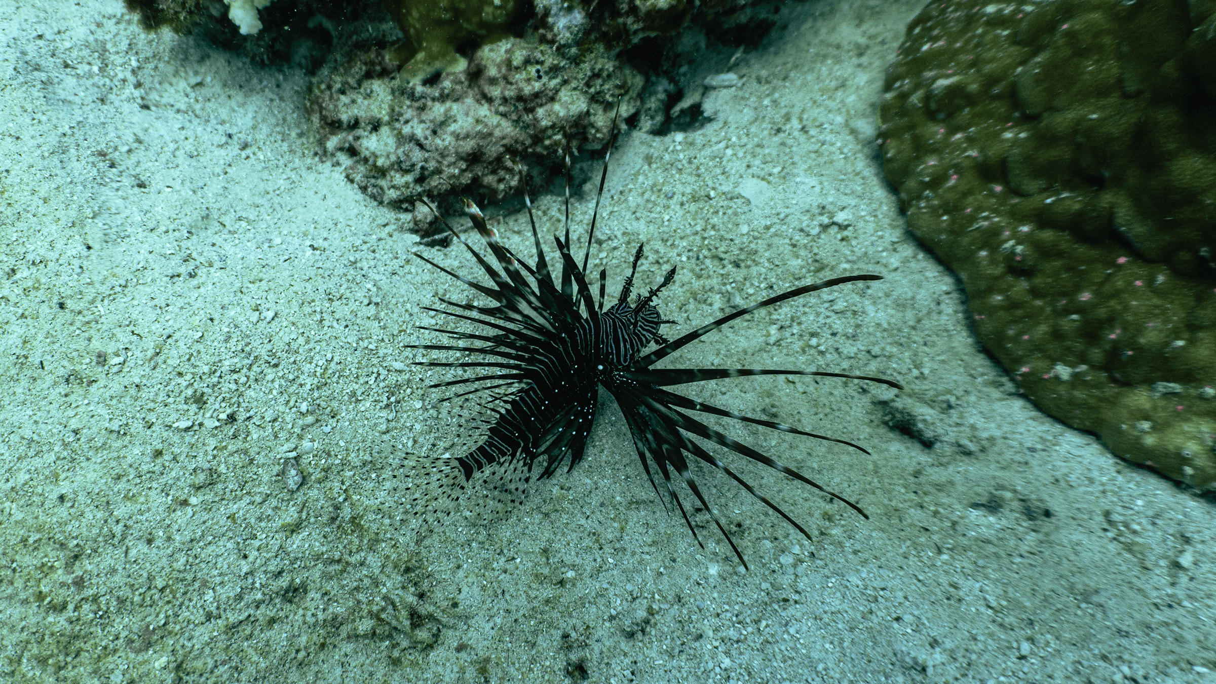 Red lionfish Red lionfish