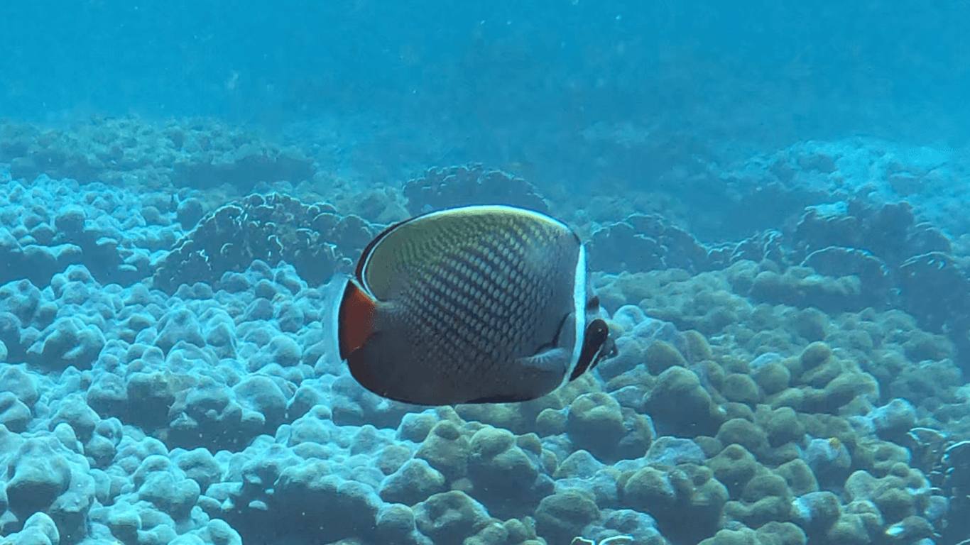 Redtail butterflyfish Redtail butterflyfish