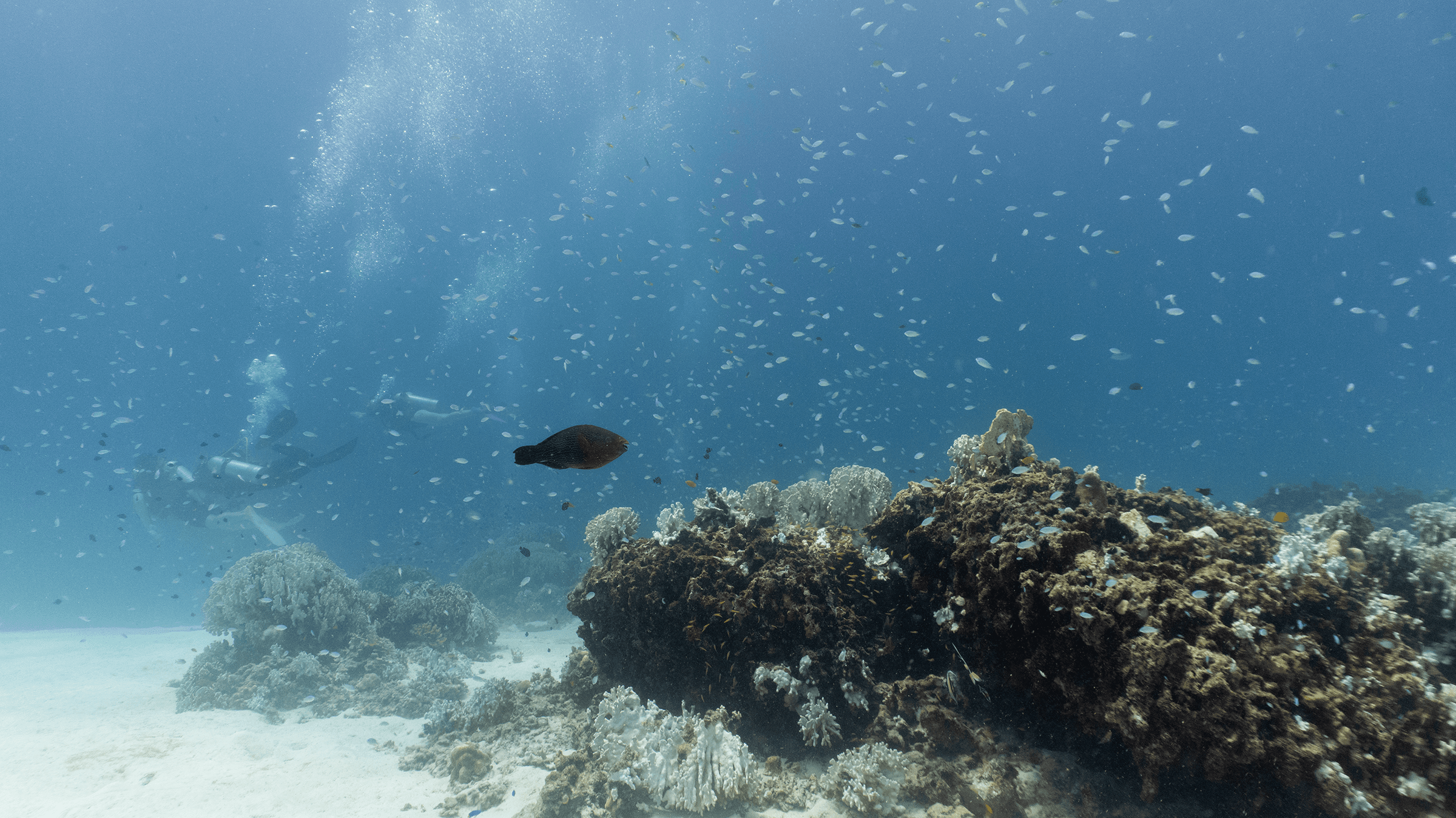 Dusky parrotfish Dusky parrotfish