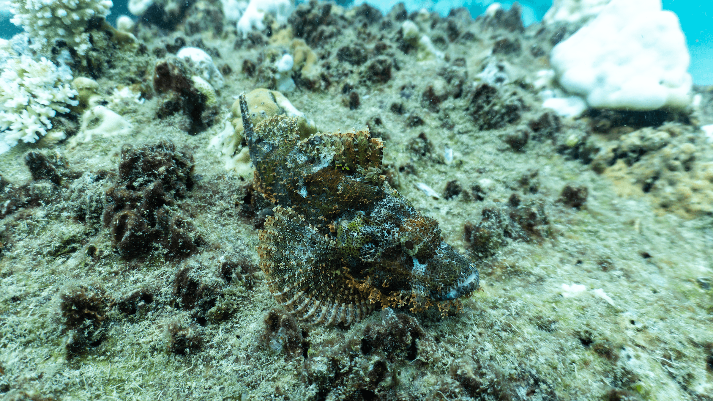 Scorpionfish Scorpionfish