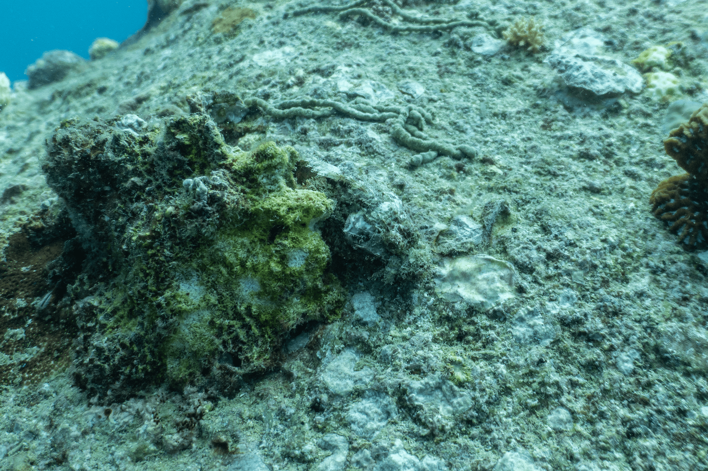 Scorpionfish Scorpionfish